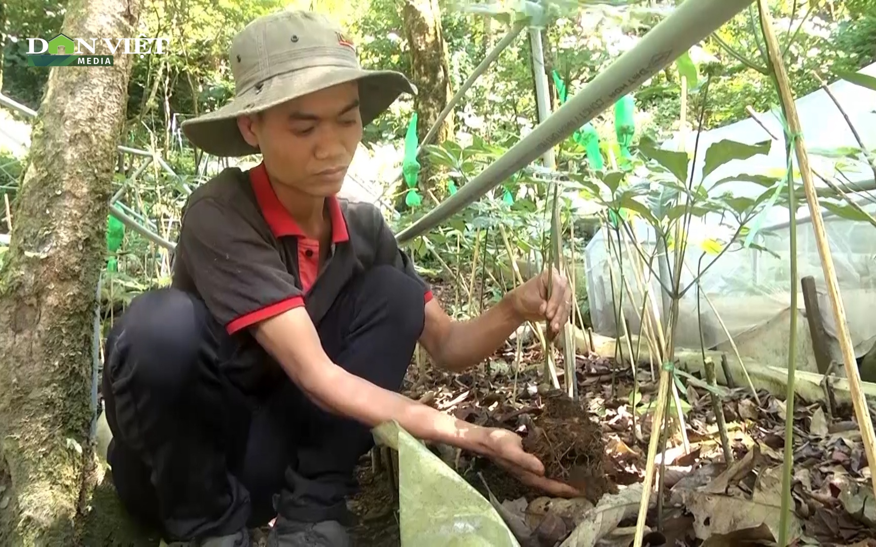 Người dân miền núi Quảng Nam thành tỷ phú nhờ loại củ rừng được coi là “bảo vật quốc gia”