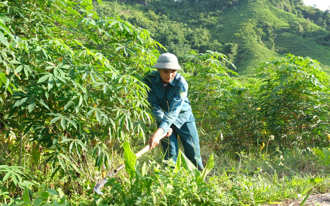 Thứ cây trăm mắt giúp người dân Lai Châu nâng cao thu nhập