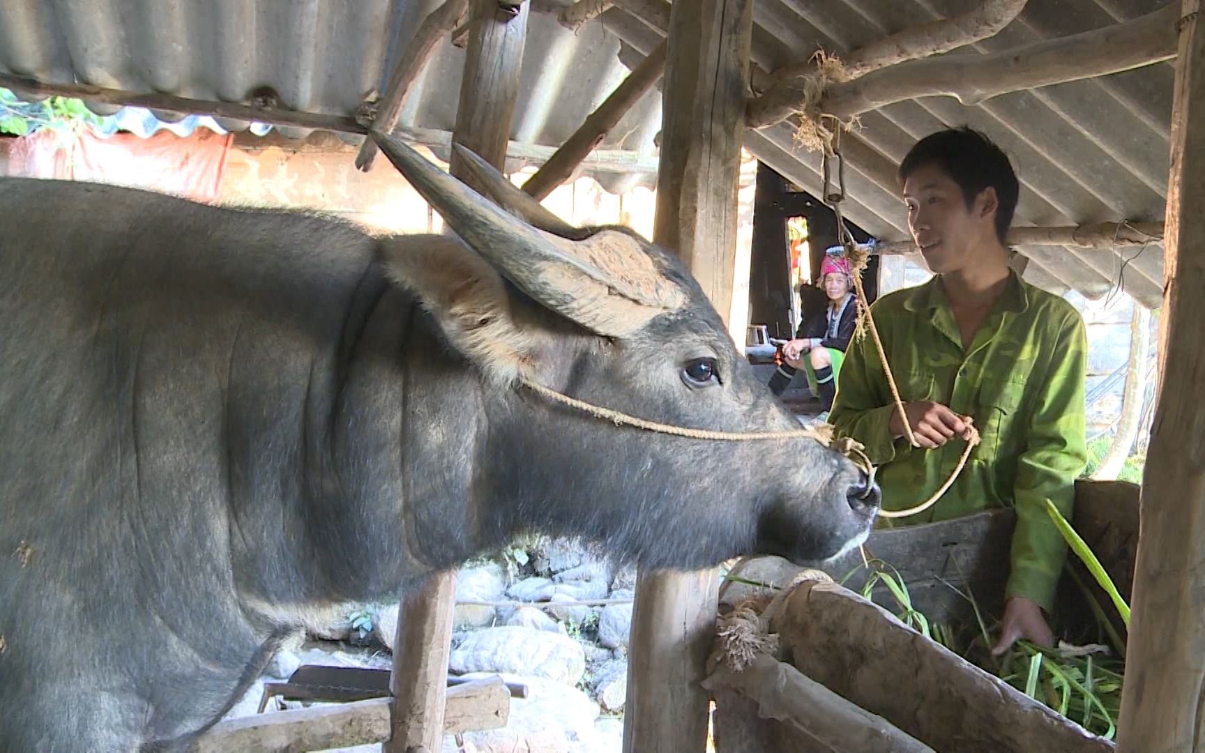 Nông dân Lai Châu xoá nghèo nhờ nuôi trâu sinh sản 