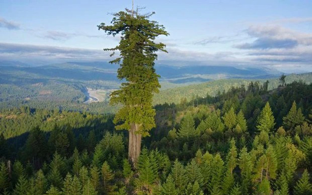 Cấm du khách đến thăm cây cao nhất thế giới, ai vi phạm phạt hơn 100 triệu đồng