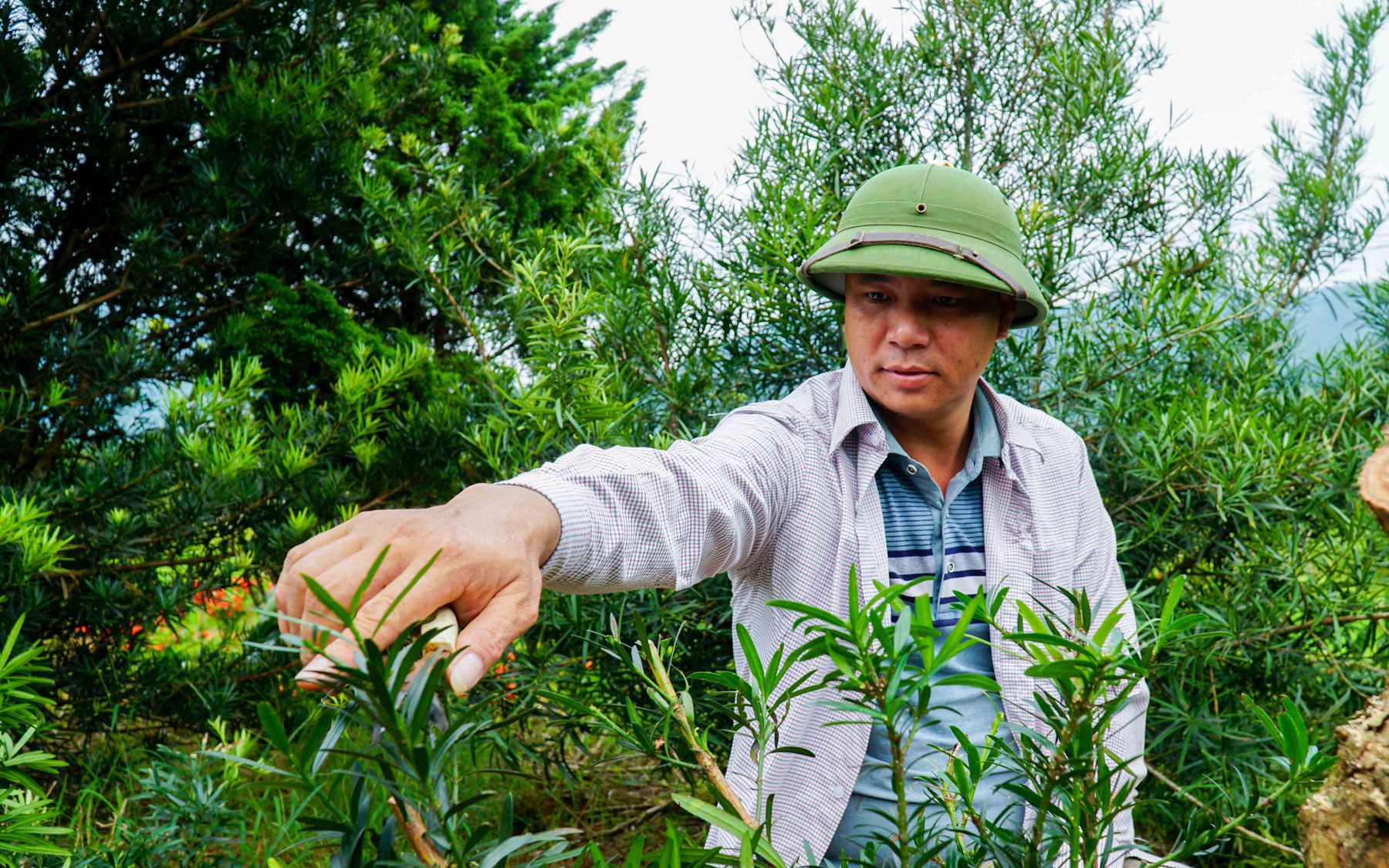 Ngắm vườn cây tùng la hán tiền tỷ của nông dân Hà Giang