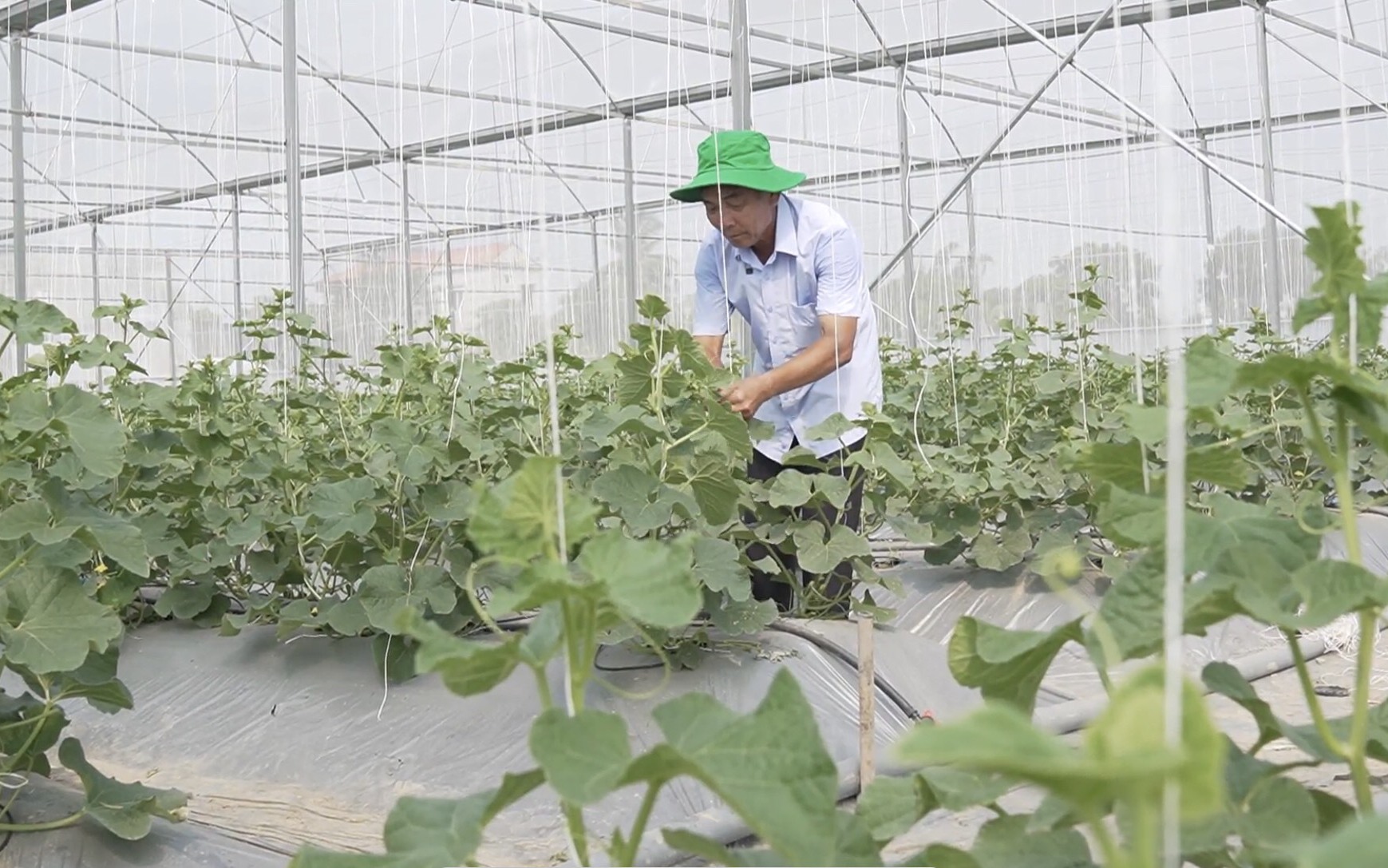 Sử dụng phân bón thương hiệu Lâm Thao, nông dân Cố Đô phấn khởi vì năng suất cao