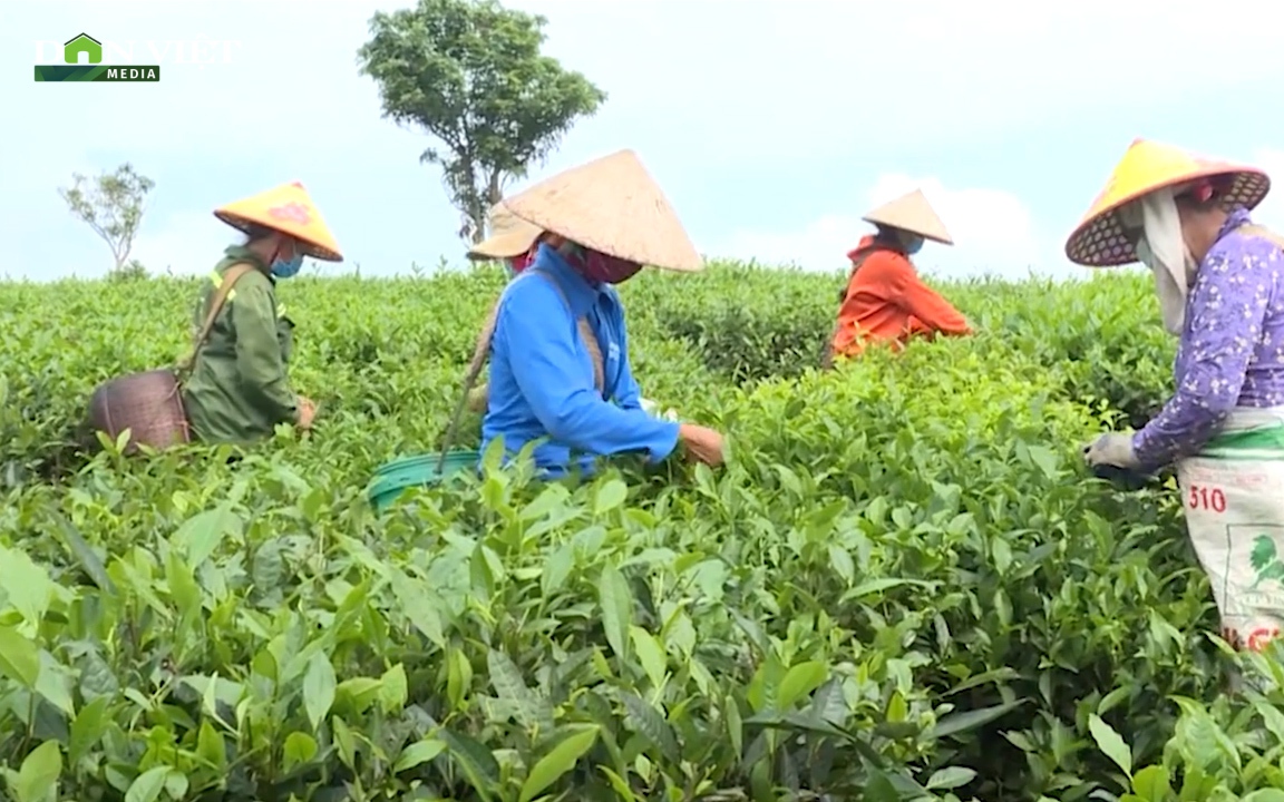 Video: Hội Nông dân Việt Nam tham gia phát triển kinh tế tập thể trong nông nghiệp