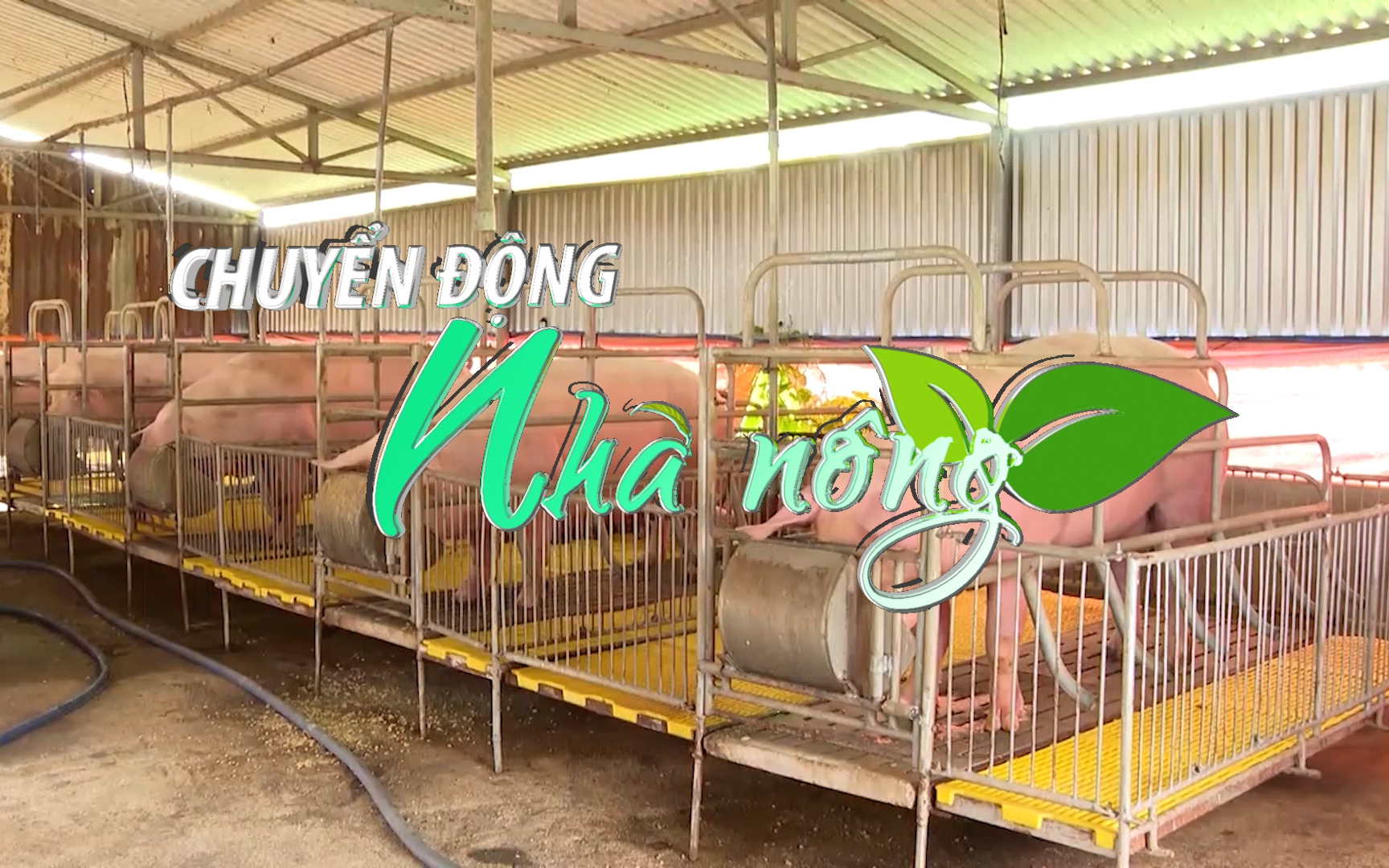 Chuyển động Nhà nông 17/10: Đến 80% trang trại chăn nuôi ở Bình Phước có quy mô lớn
