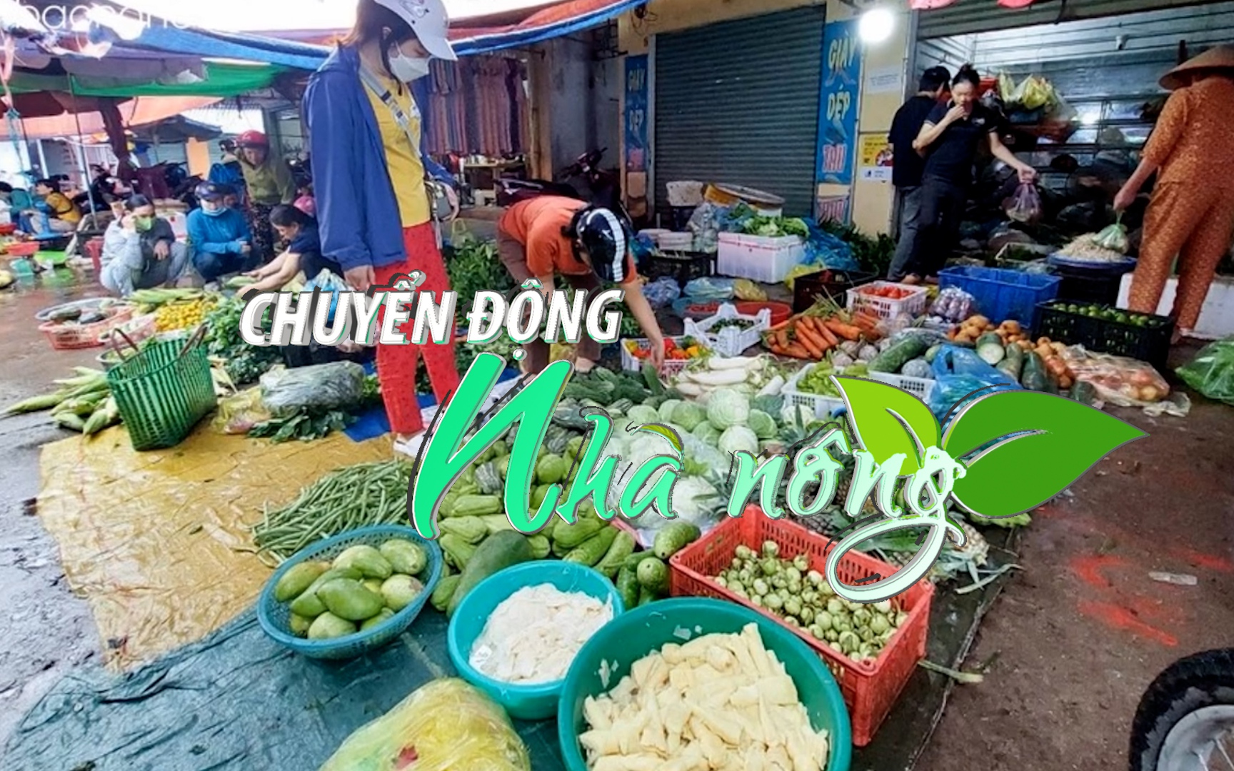Chuyển động Nhà nông 2/10: Sau mưa lũ, rau xanh ở Nghệ An 'đội giá'