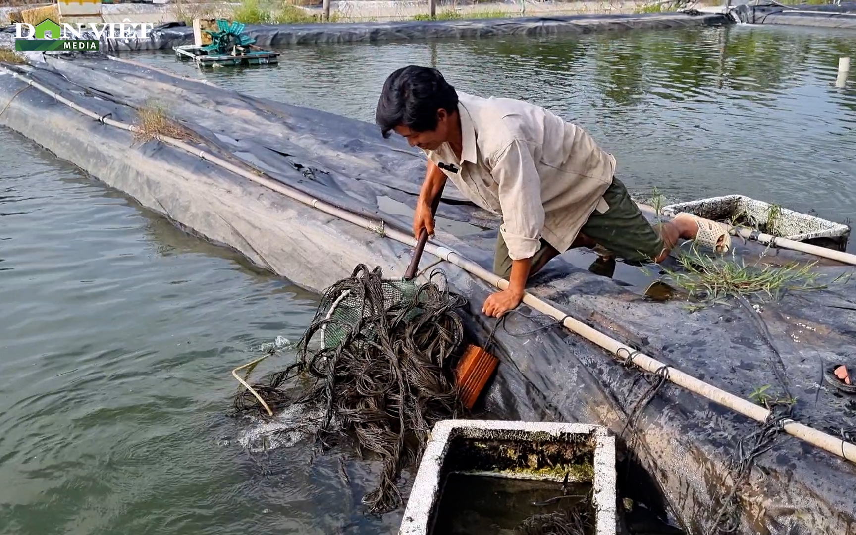 Nuôi cá chạch lấu trong bể xi măng lót bạt, anh nông dân ở Hậu Giang thu lợi nhuận hàng tỉ đồng mỗi năm