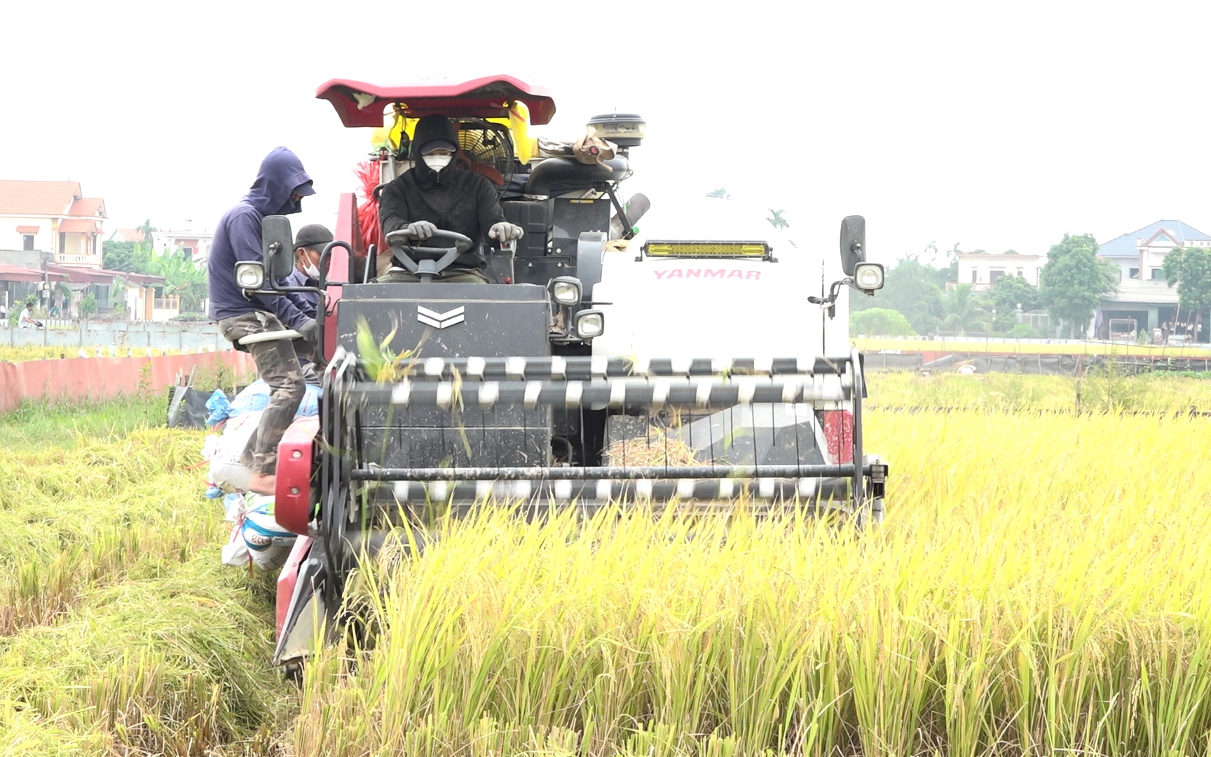 Ứng dụng công nghệ cao vào quy trình trồng lúa, nông dân Hải Dương phấn khởi trước "mùa vàng bội thu"