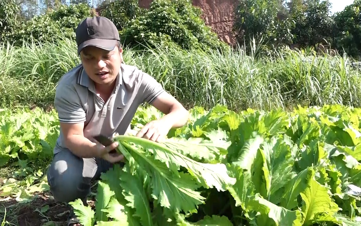Sơn La: Cây trồng vụ đông đem lại thu nhập khá cho nông dân