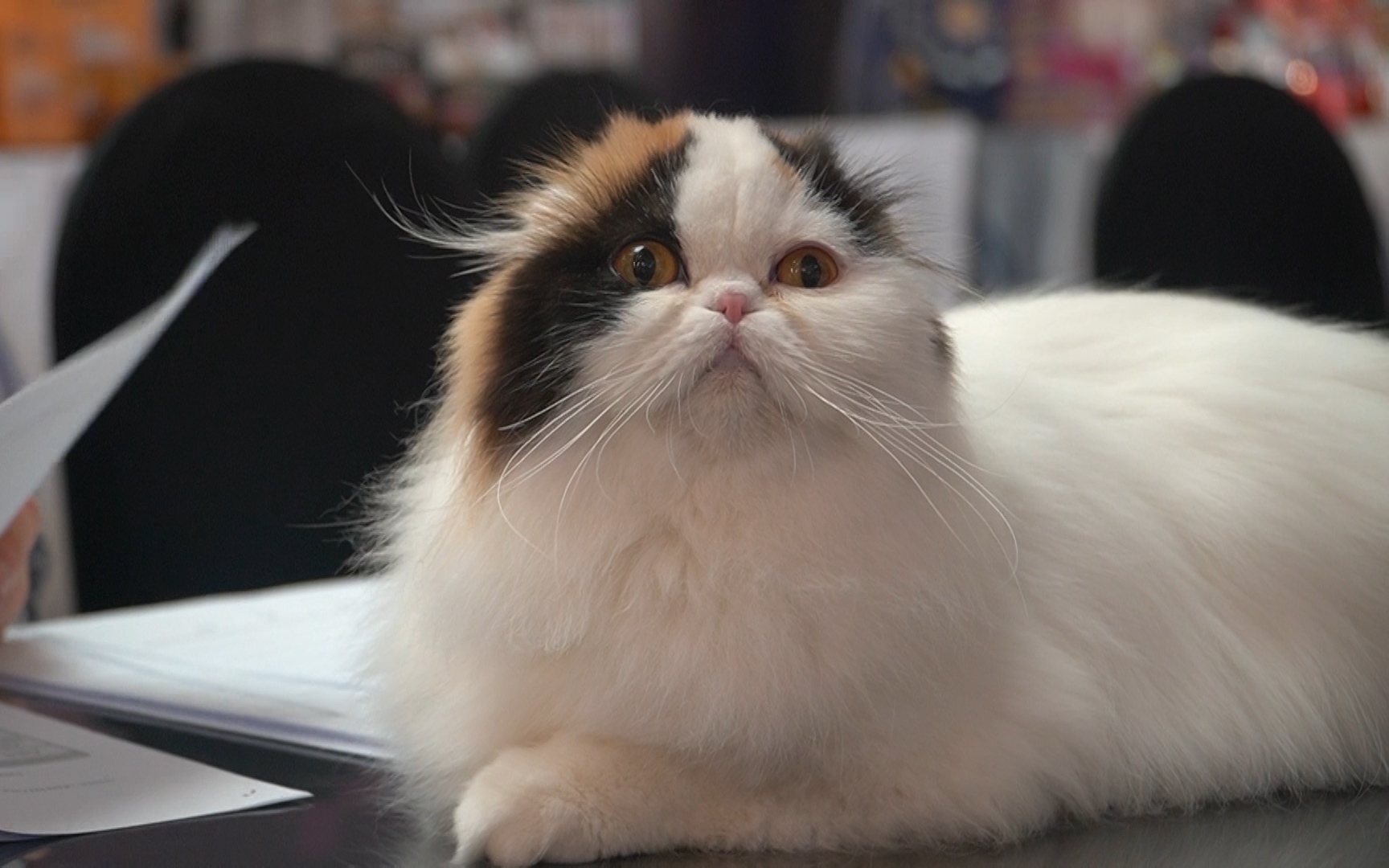 Mang mèo gần nửa tỷ sang Việt Nam thi giải sắc đẹp