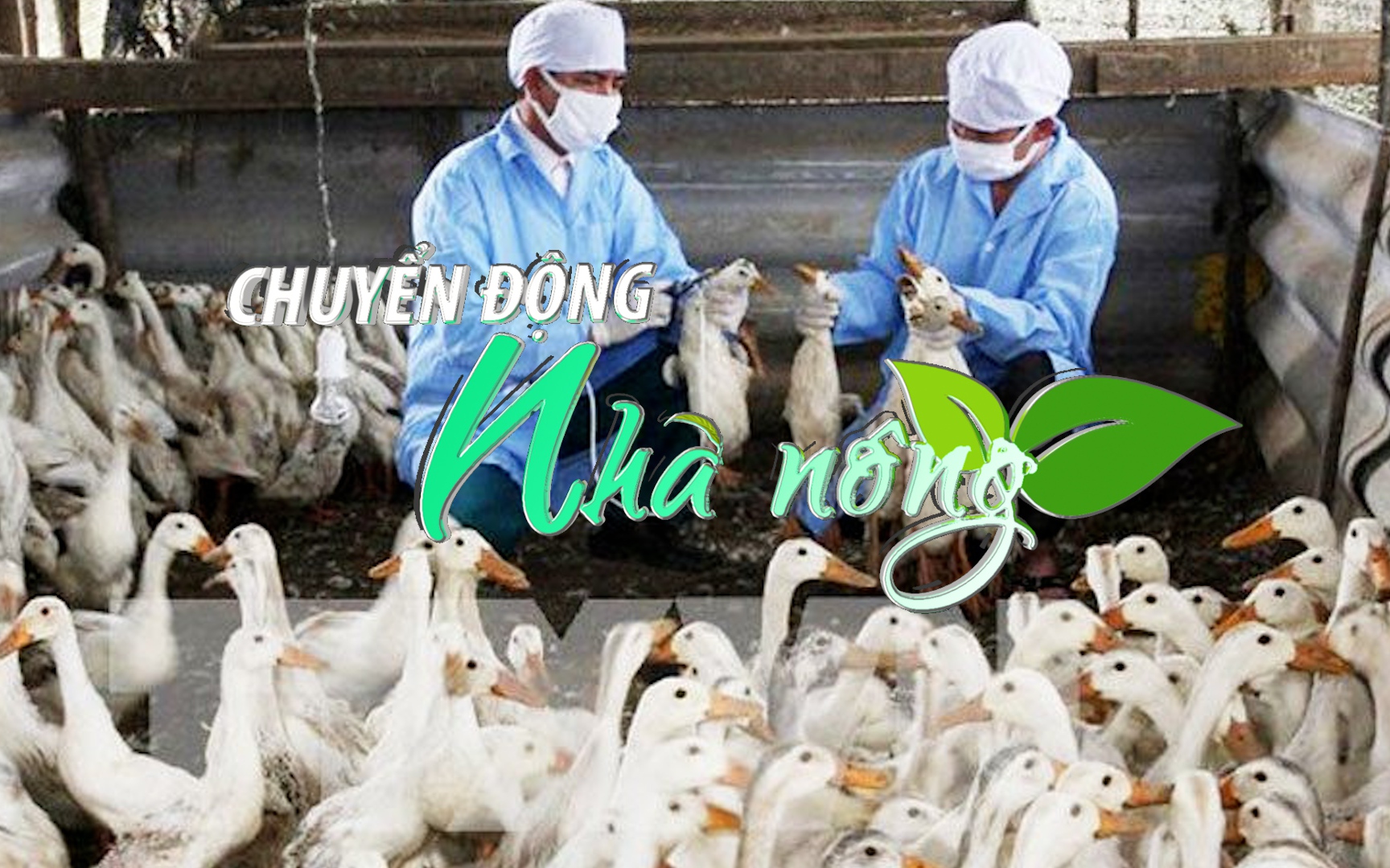 Chuyển động Nhà nông 31/10: Hà Nội yêu cầu hạn chế chăn nuôi nhỏ lẻ trong khu dân cư