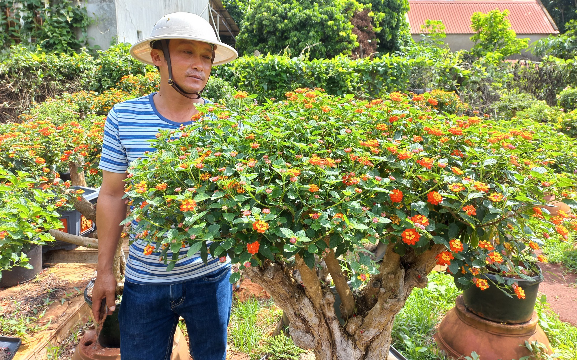Nông dân Gia Lai biến cây dại thành loại cây cảnh tiền triệu "vạn người mê"