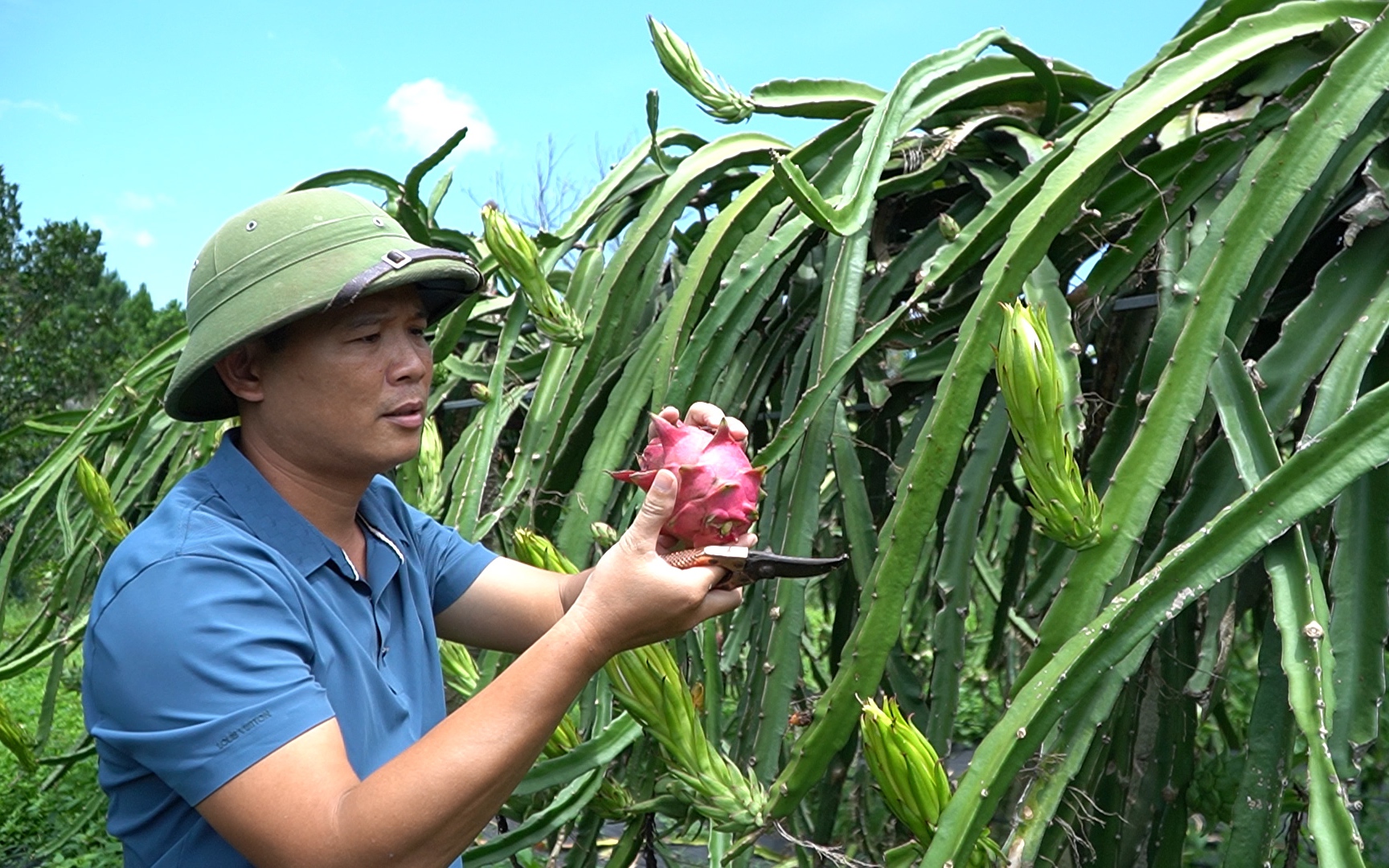 Kỹ sư ô tô thu tiền tỷ mỗi năm nhờ nông nghiệp sạch trở thành nông dân Việt Nam xuất sắc 2023