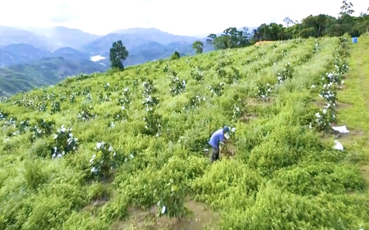 Chọn trồng cây bán nhiều tiền, người vùng cao Quảng Ngãi nỗ lực “nâng sao” sản phẩm OCOP