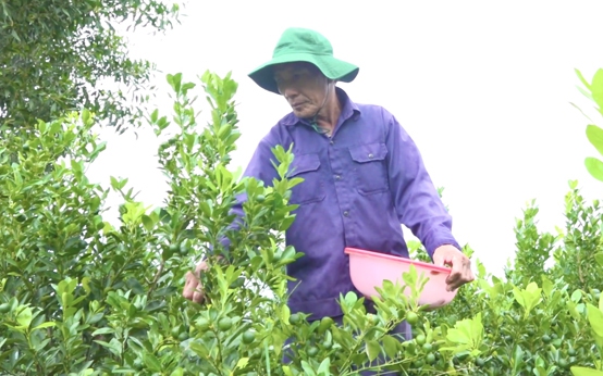 Bỏ cây keo trồng quất bán quả, lão nông ở Quảng Ngãi đút túi trăm triệu/năm