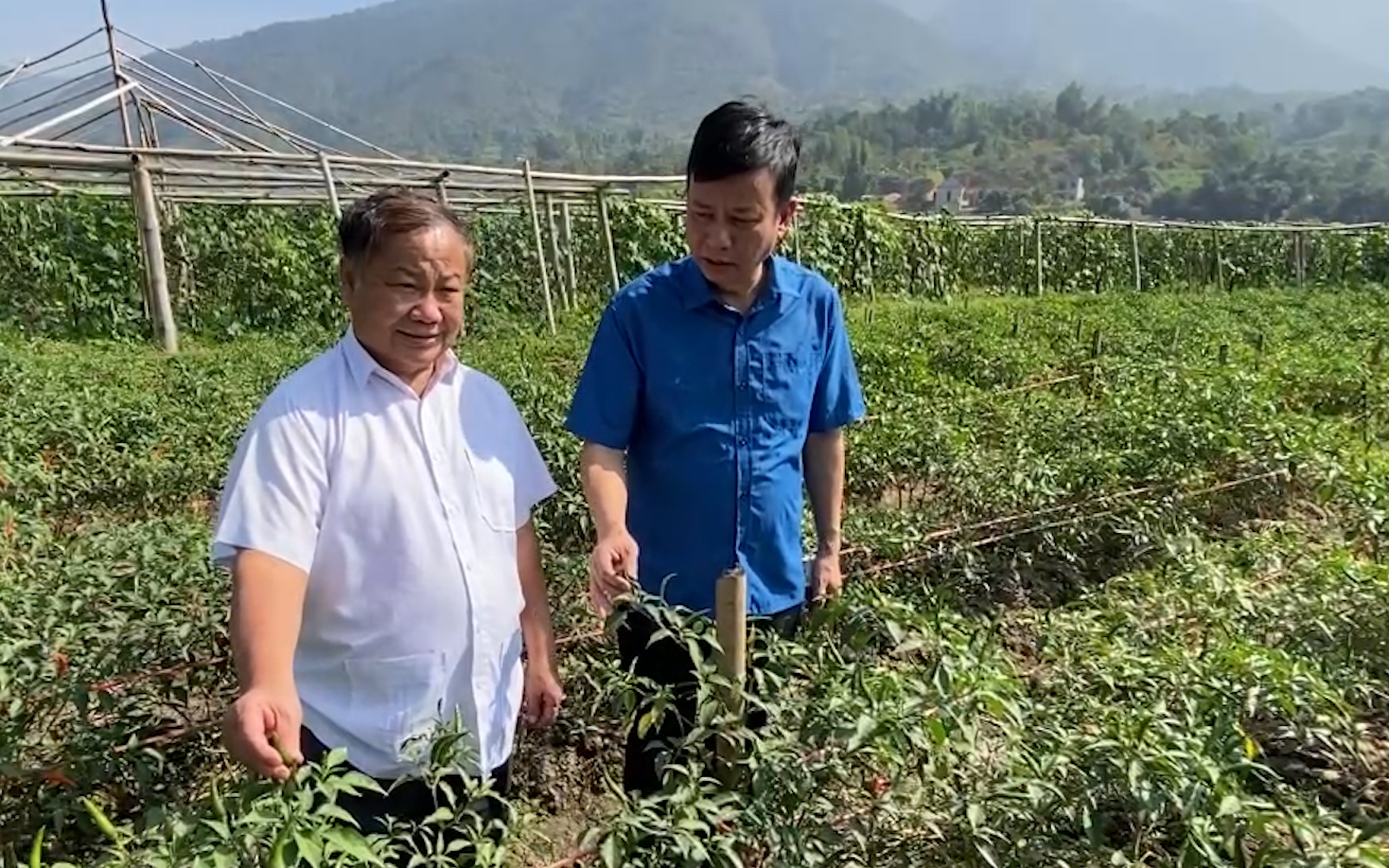 Phó Chủ tịch TW HNDVN Đinh Khắc Đính bàn giải pháp phát triển trồng cây mít với nông dân Lai Châu