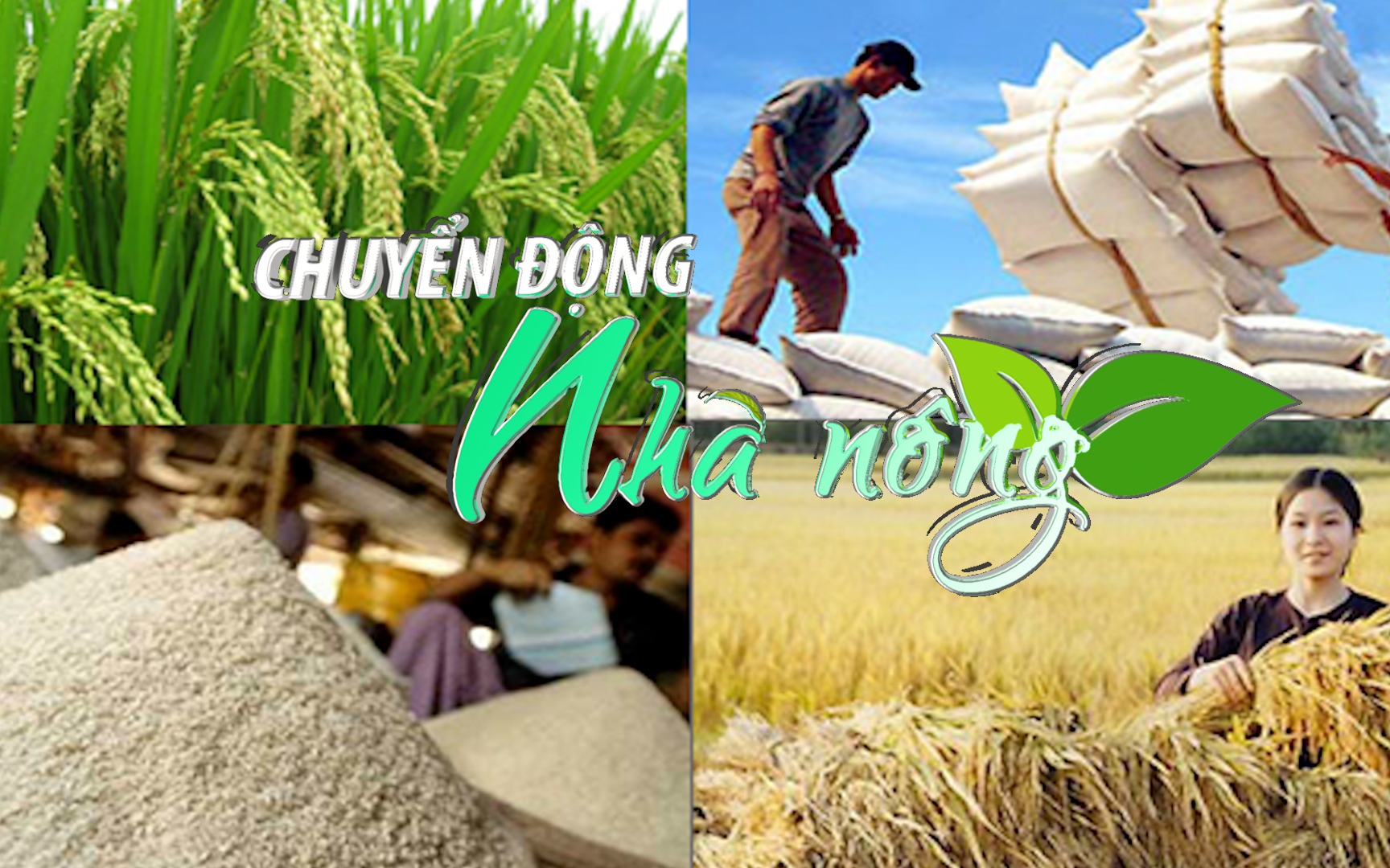 Chuyển động Nhà nông 14/12: Việt Nam sẵn sàng hợp tác với các quốc gia để cung cấp lúa gạo