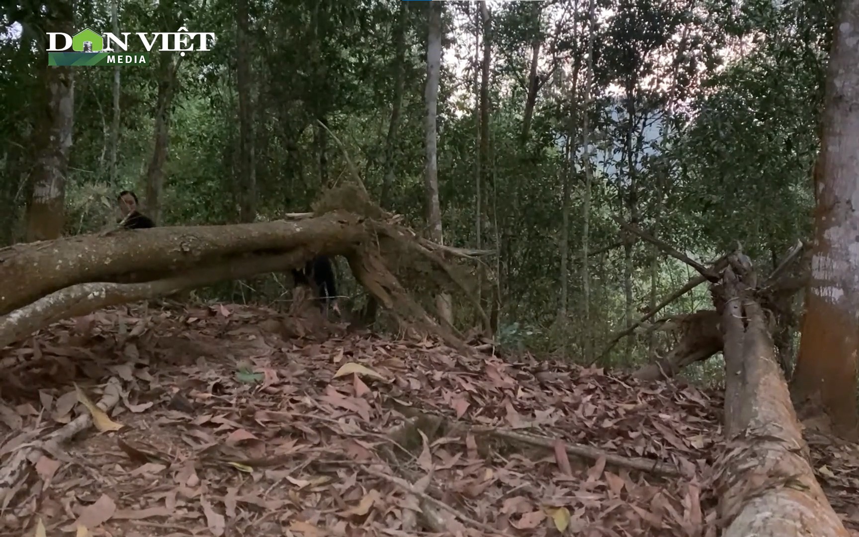 Hàng trăm ha rừng phòng hộ ở Lai Châu trước nguy cơ bị chặt phá, khai thác trái phép
