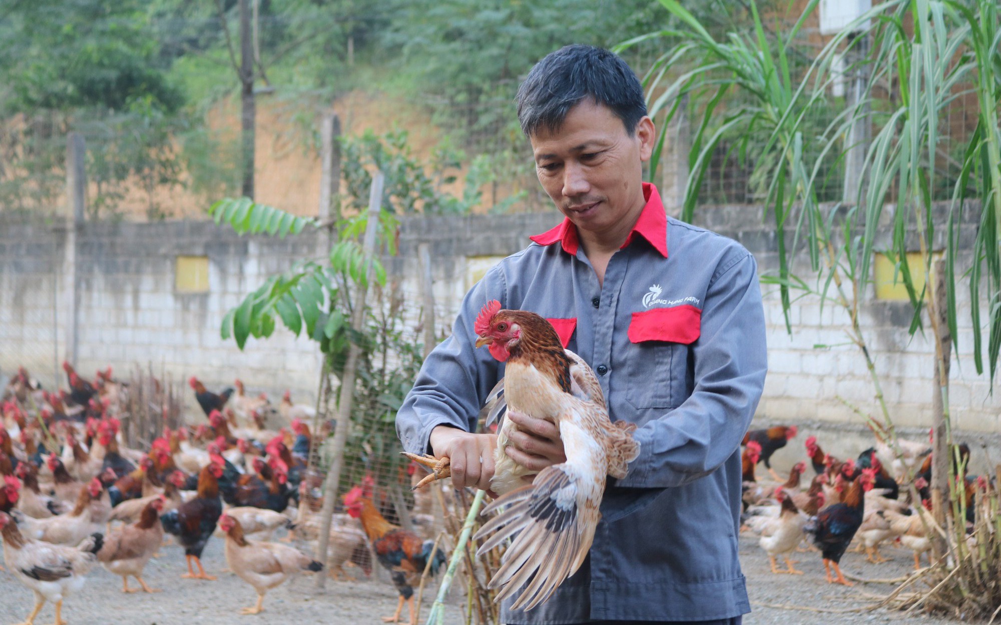 Tỷ phú nuôi gà thả vườn ở Lào Cai