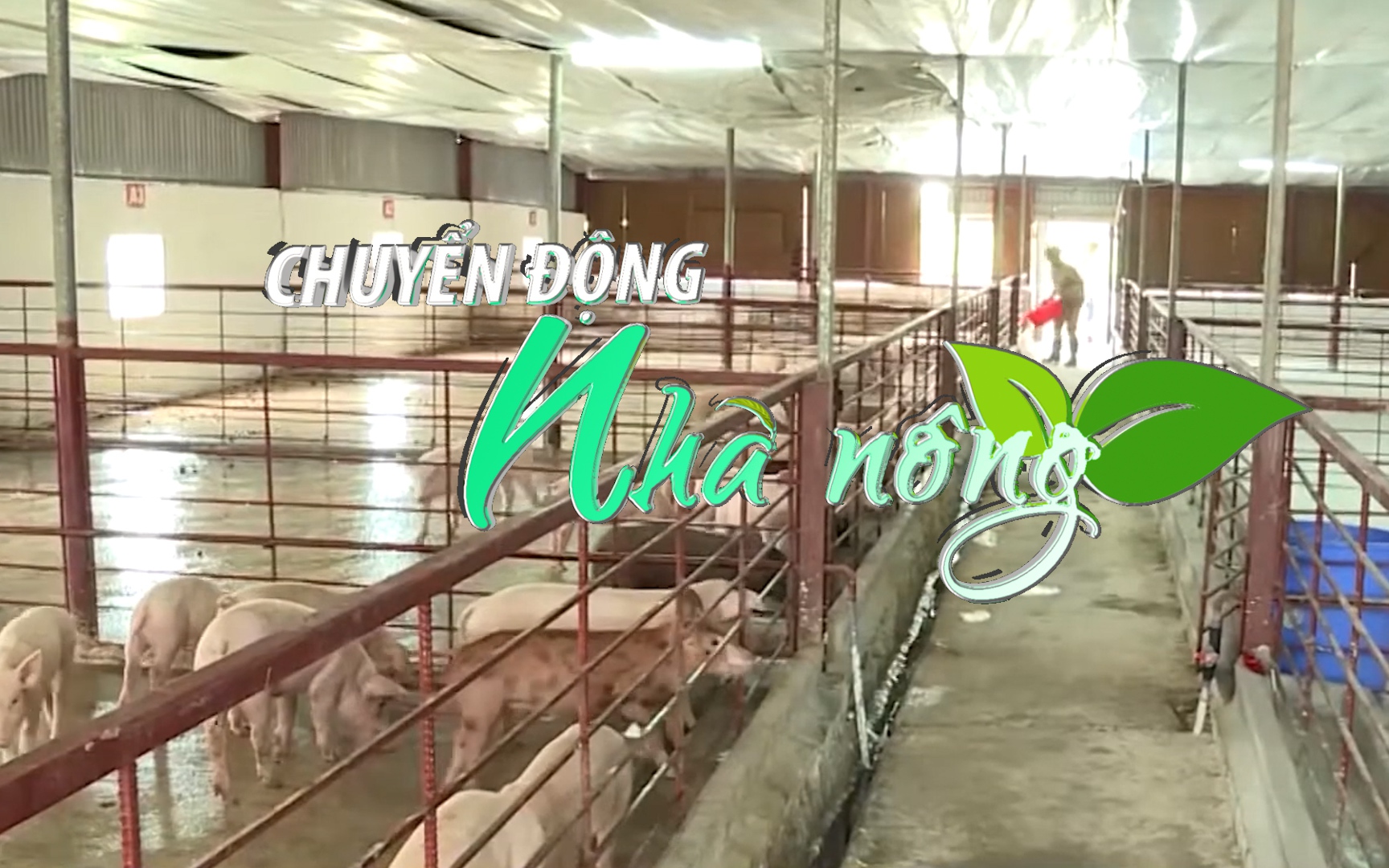 Chuyển động Nhà nông 19/12: Chăn nuôi lợn trên địa bàn tỉnh Quảng Ninh giảm trên 5.000 hộ