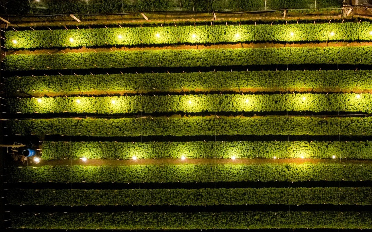 Người trồng hoa ở Hà Nội chong đèn xuyên đêm giữa tiết trời mưa rét lạnh giá
