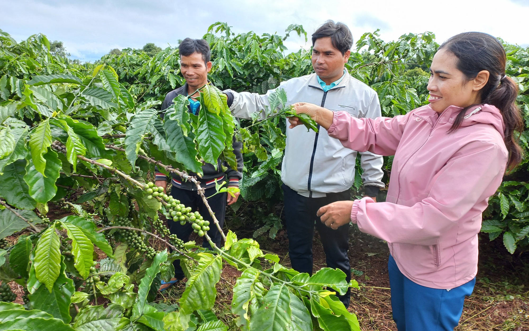 Nông dân Gia Lai trồng cà phê gây quỹ làng để làm đường, xây nhà văn hóa