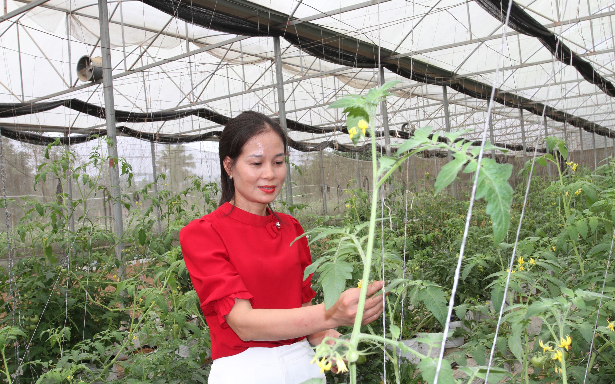 Yên Bái: Xây dựng thương hiệu cà chua beef công nghệ cao thành sản phẩm OCOP 