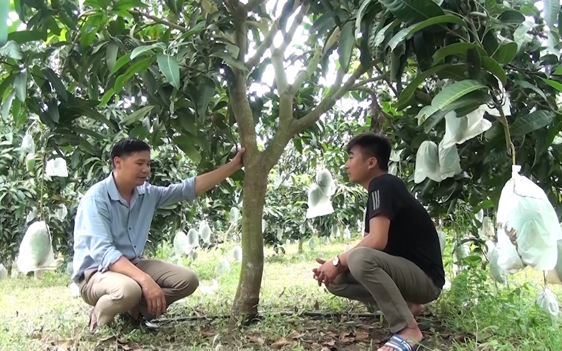 Mạnh dạn đưa nhiều giống trái cây mới vào trồng, nông dân Yên Châu có thu nhập cao