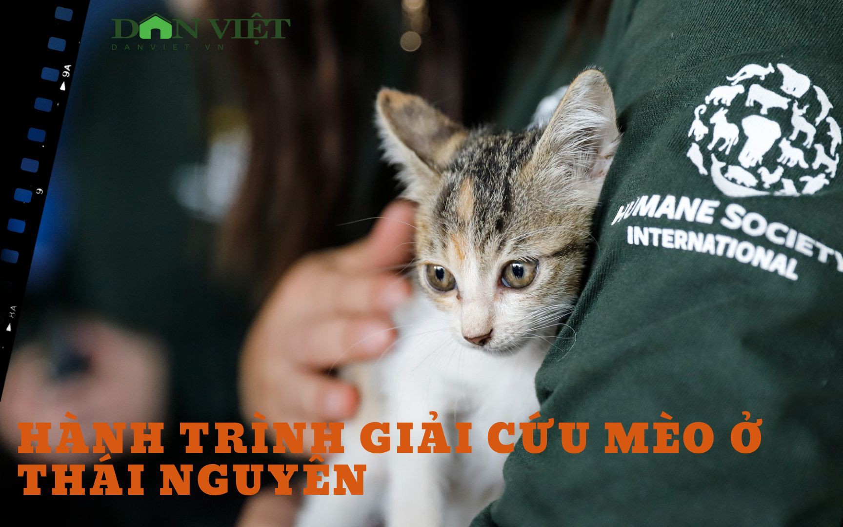 Giải cứu, đóng cửa vĩnh viễn lò mổ thịt mèo với quy mô 300 con/tháng ở Thái Nguyên