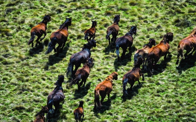 Clip: Australia triển khai kế hoạch tiêu diệt 14.000 con ngựa hoang