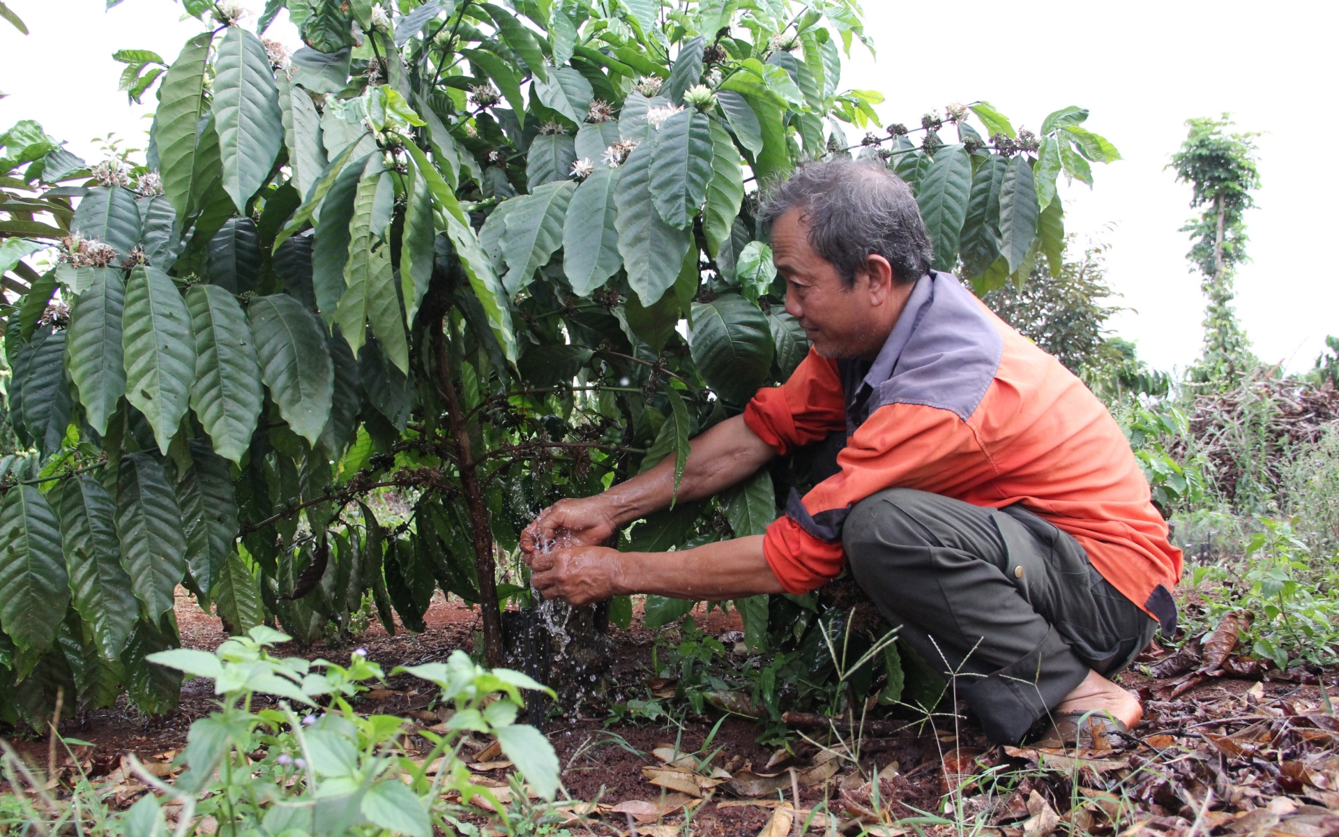 Chuẩn bị các phương án đề phòng khô hạn cho cây cà phê ở Đắk Lắk