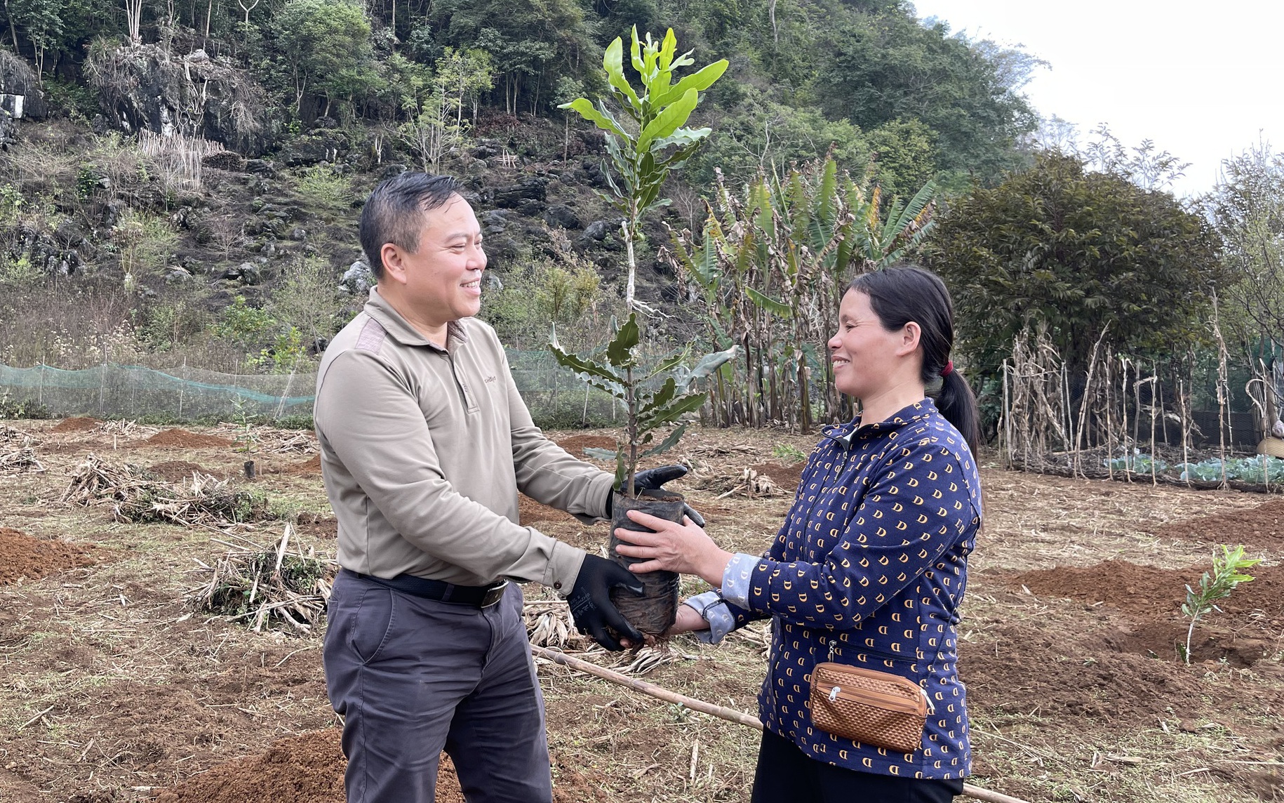 Hàng nghìn cây giống mắc ca, sinh kế mới dành cho bà con nông dân miền núi Lạng Sơn