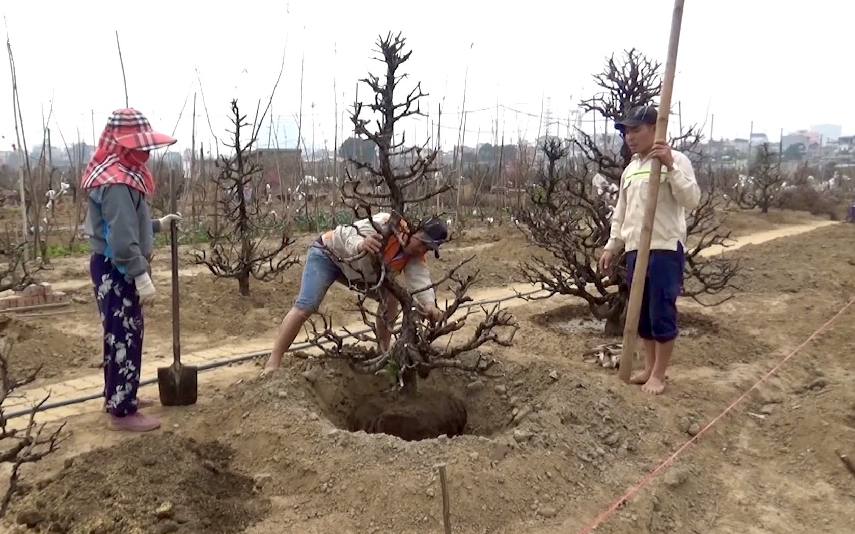 Người dân Nhật Tân tất bật "hồi sinh" cây đào sau Tết Quý Mão 