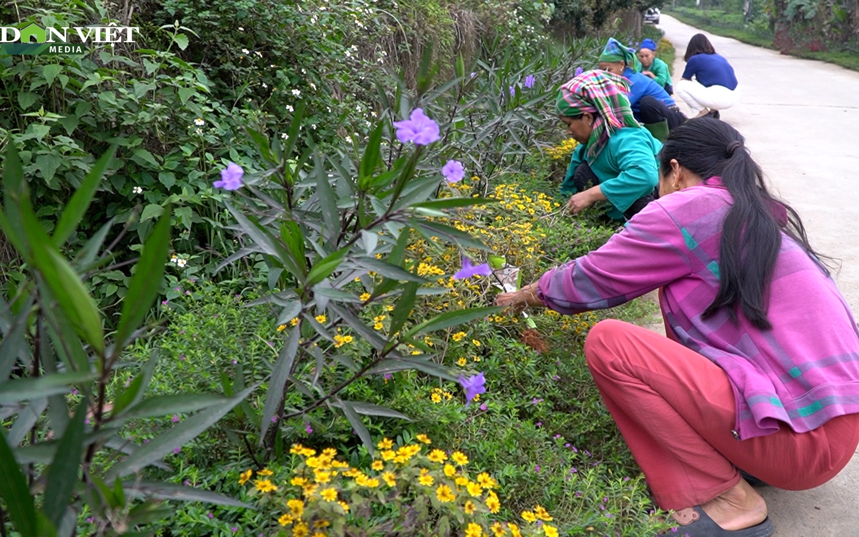 Cả làng góp sức, góp tiền, hiến đất mở đường hoa đẹp như mơ tại vùng quê Hà Giang