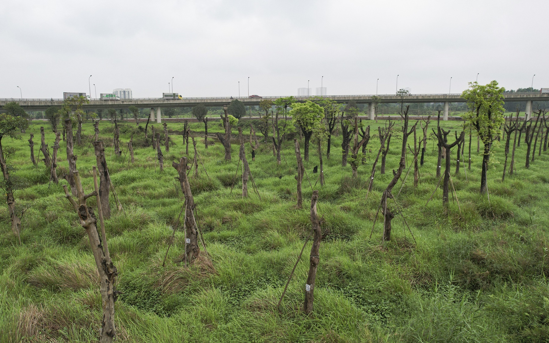 Cận cảnh vườn ươm trở thành "nghĩa địa" cây cổ thụ ở ngoại thành Hà Nội