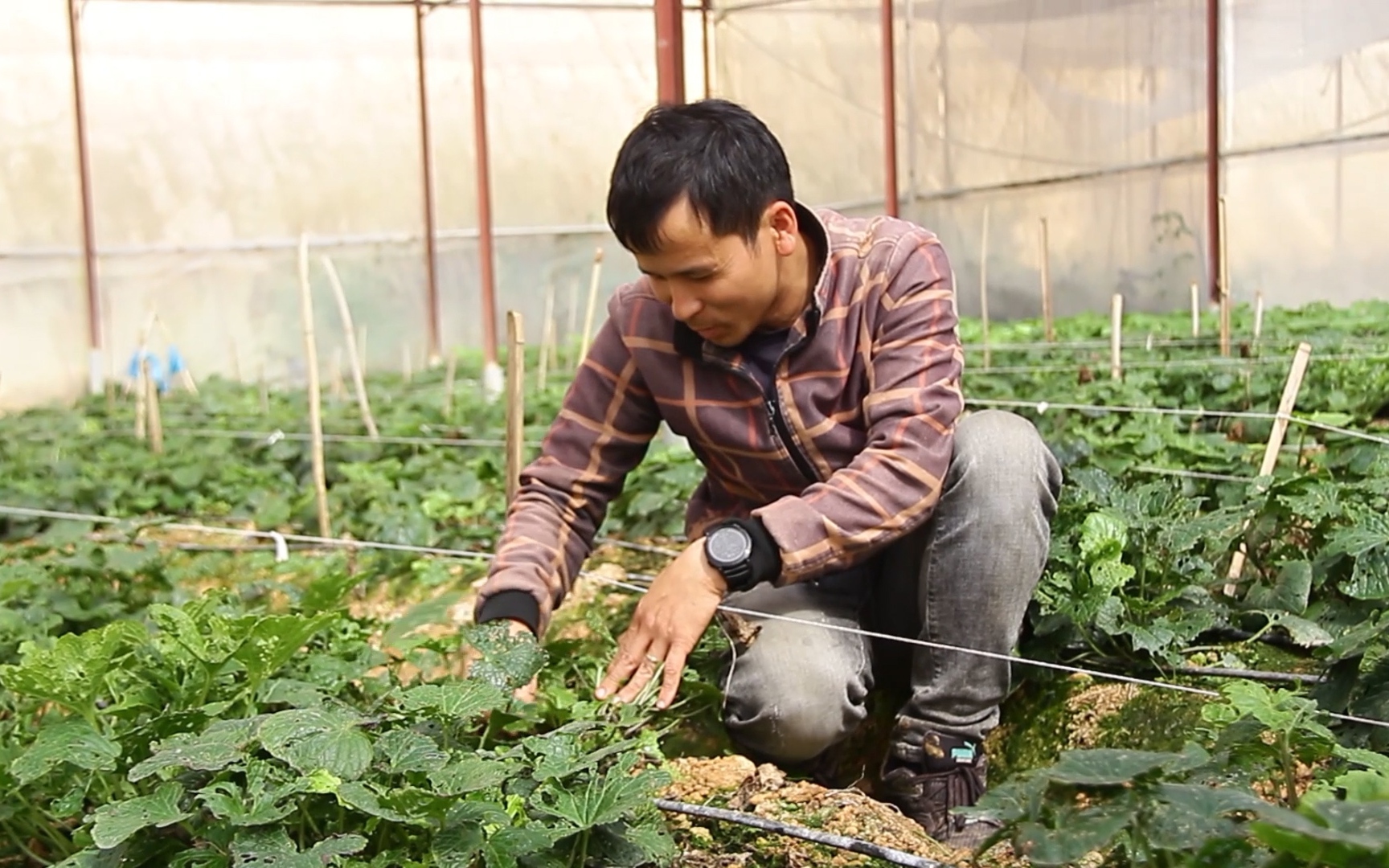 Trồng cây wasabi công nghệ cao bán 6 triệu đồng/kg, anh nông dân vẫn không có hàng để bán