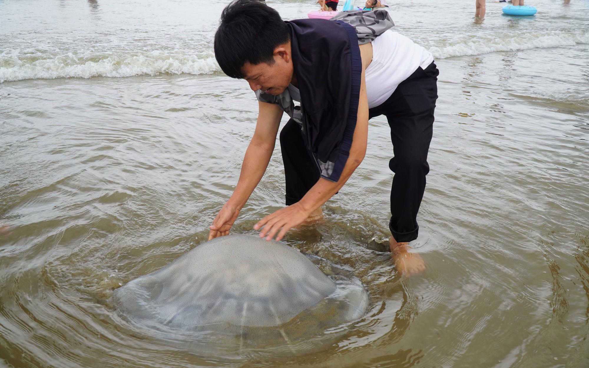 Du khách thích thú chụp ảnh với sứa dạt vào bờ biển Sầm Sơn