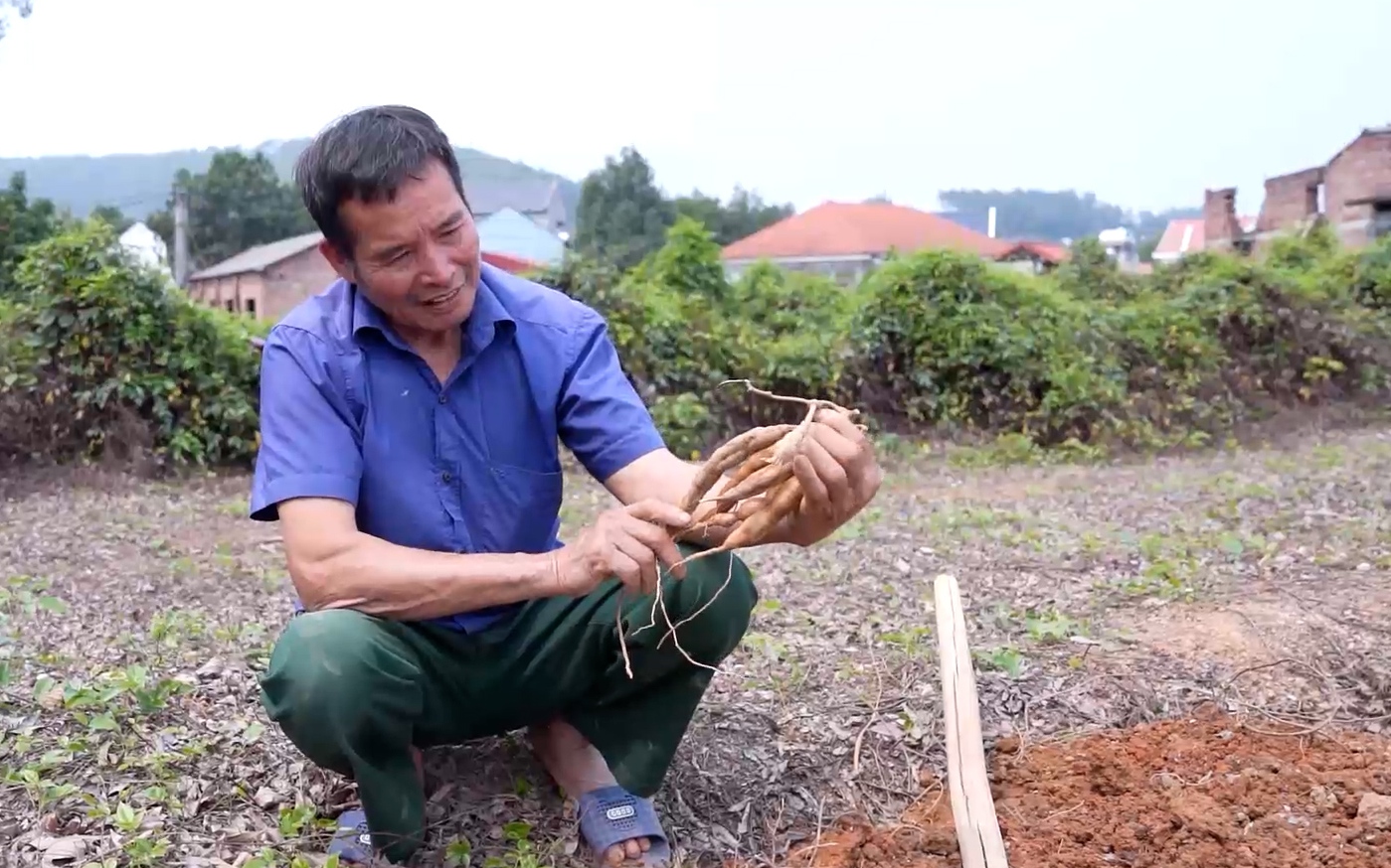 Video: Đánh thức "thần dược" sâm nam núi Dành, dân Bắc Giang đổi đời, xây nhà sắm xe
