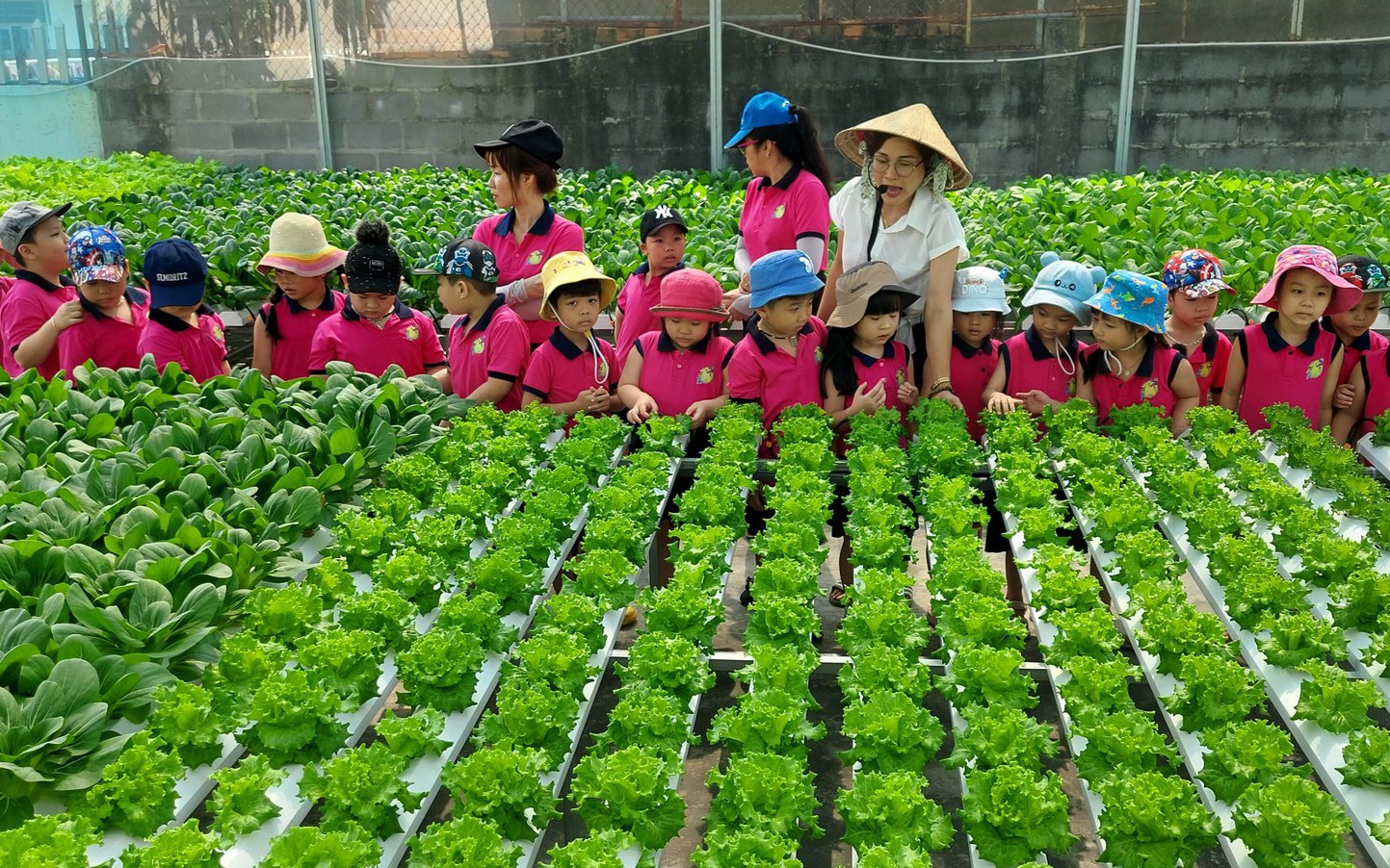 Học sinh háo hức với vườn rau thủy canh độc đáo ở Nha Trang