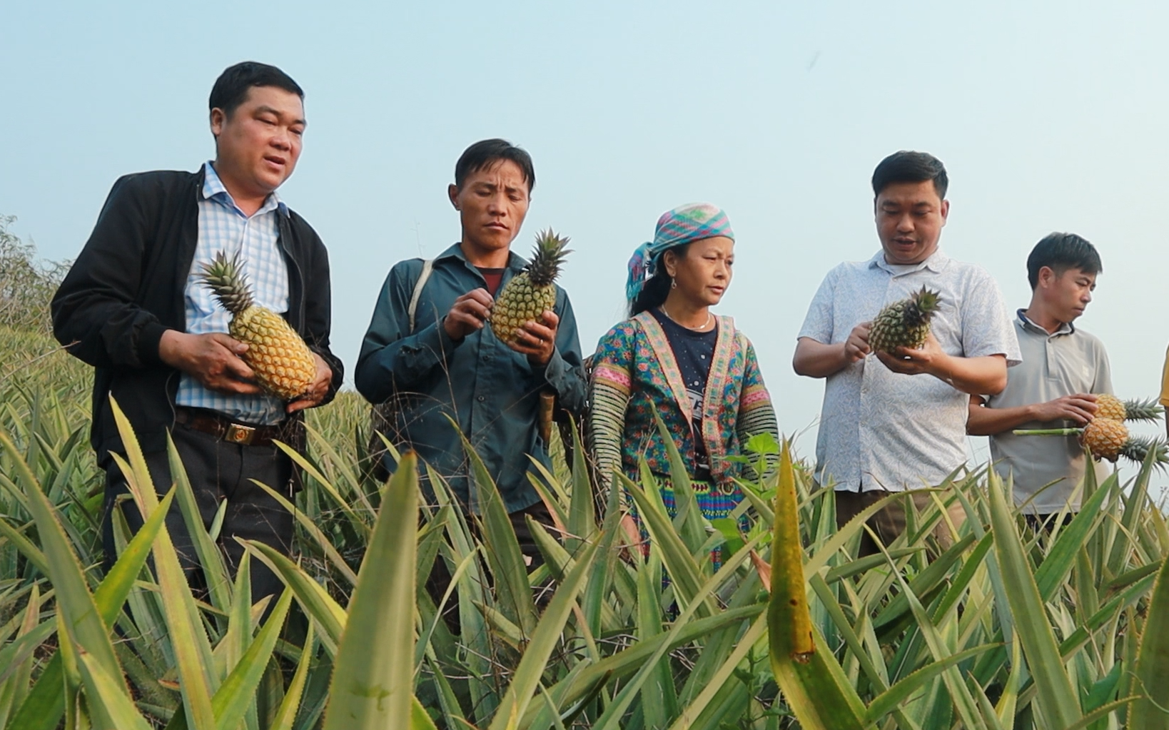 Nông dân Lai Châu trồng dứa cho năng suất cao, chất lượng, nhà nào nhà nấy phấn khởi vì có tiền
