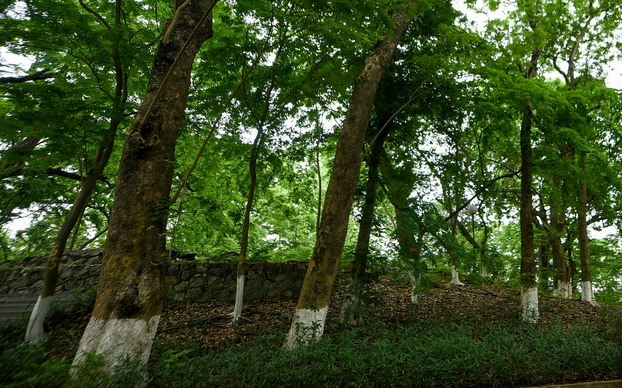 Cận cảnh những cây sưa nổi tiếng, được ví như "vàng lộ thiên" ở Hà Nội
