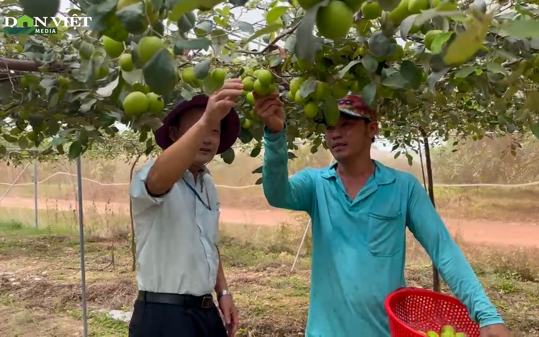 Bất ngờ xuất hiện vườn táo Ninh Thuận sai trĩu cành, quả to tròn thơm ngọt giữa vùng đất toàn xoài ở Đồng Nai