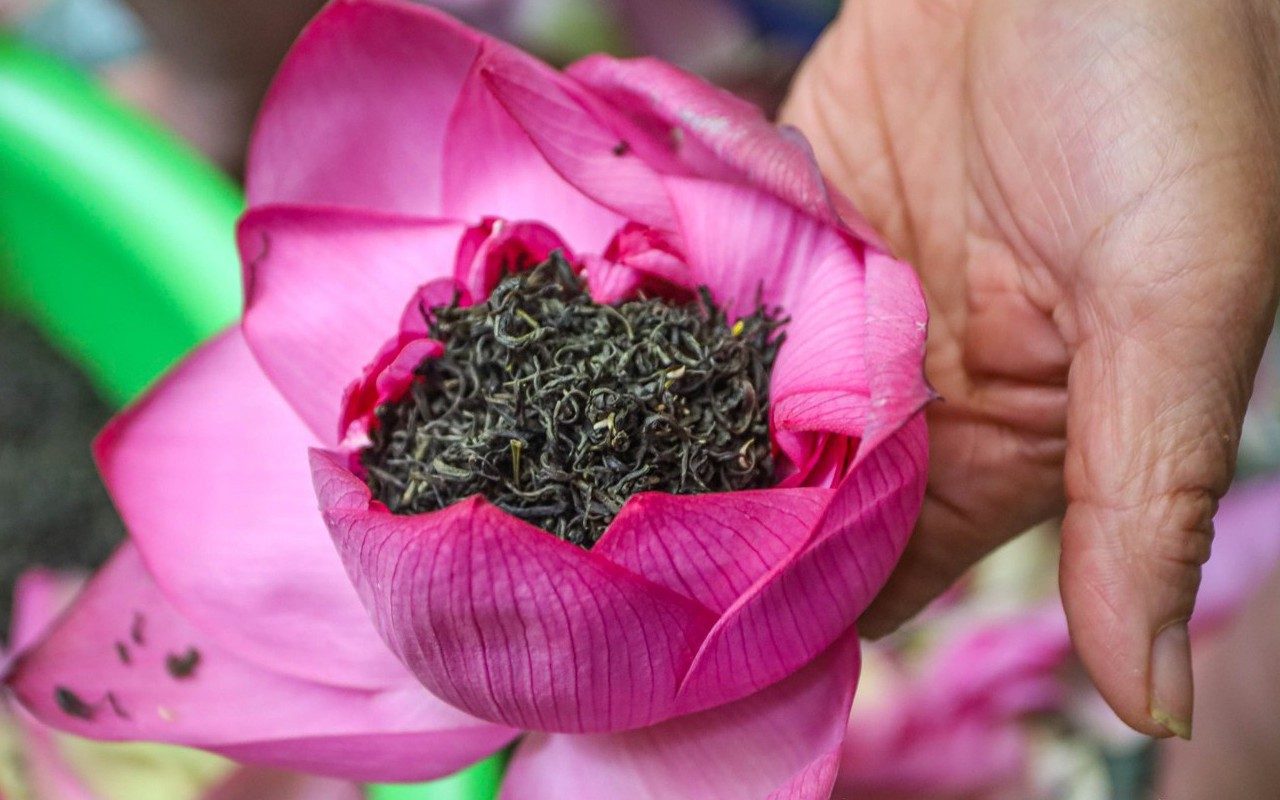 Khám phá quy trình ướp trà sen đệ nhất Hà Thành có giá chục triệu đồng/kg