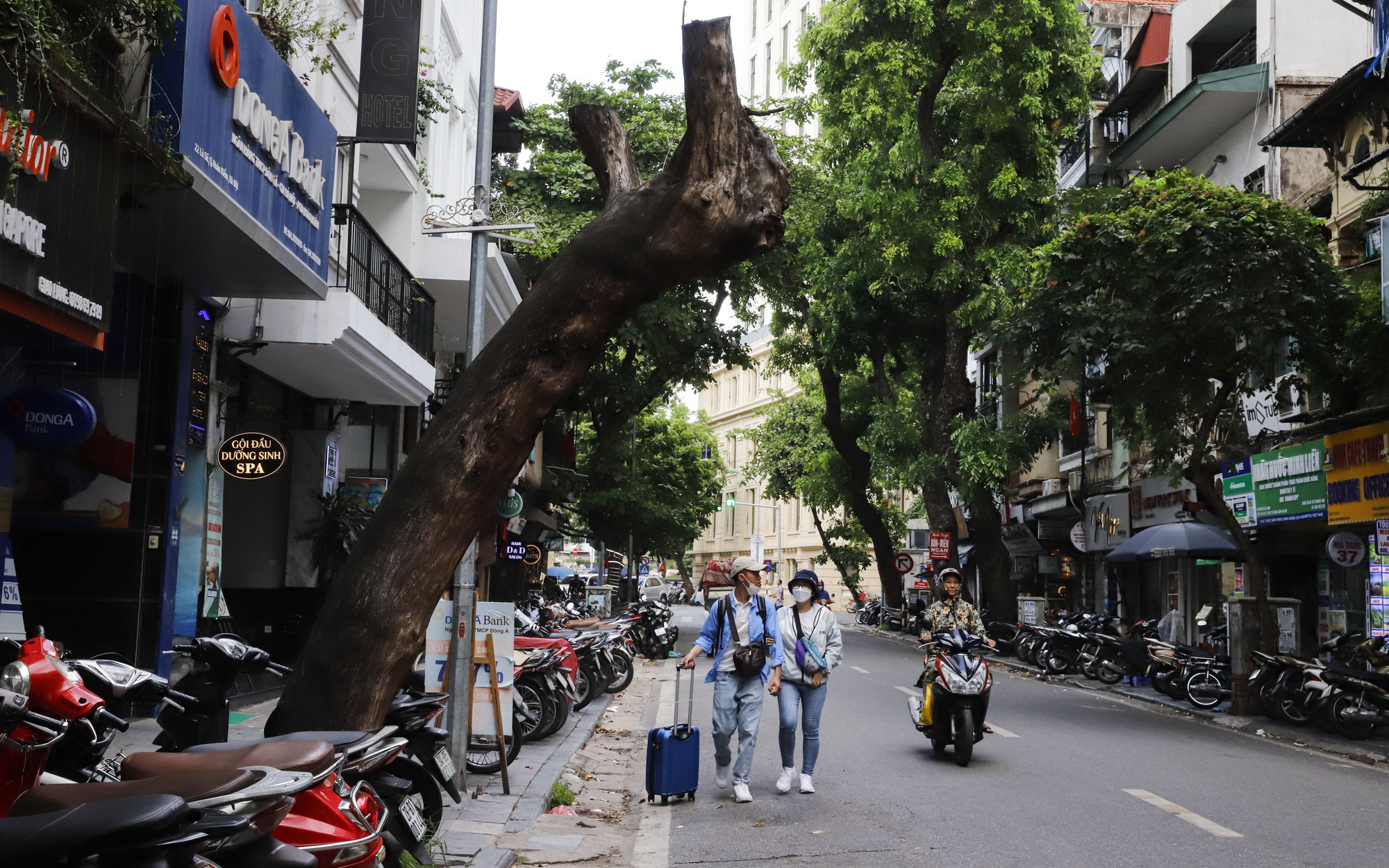 Nhiều cây cổ thụ chết khô trên các tuyến phố Hà Nội, nguy cơ đổ khi trời giông bão