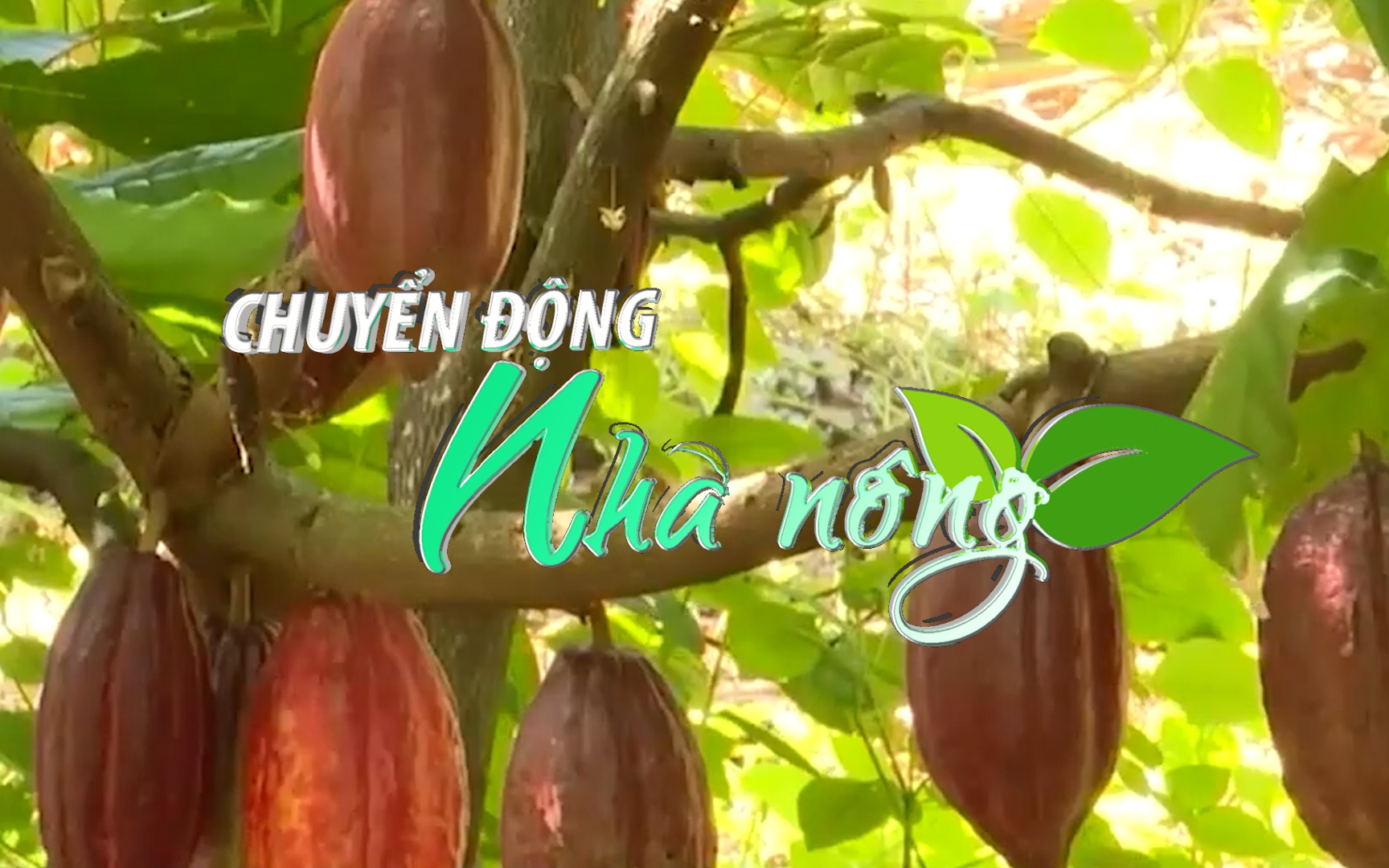Chuyển động nhà nông 5/6: Bà Rịa-Vũng Tàu mở rộng diện tích cây cacao đáp ứng xuất khẩu