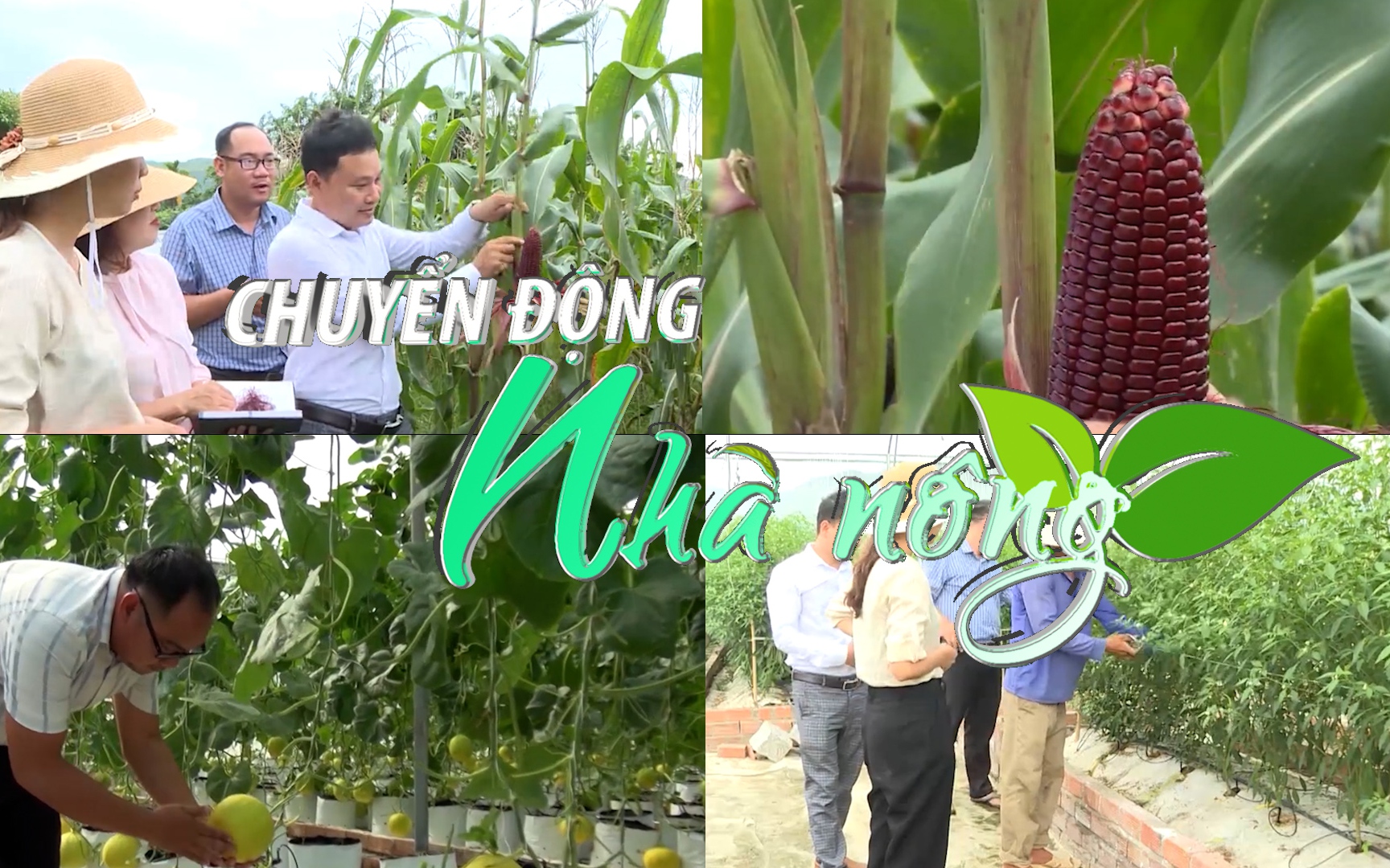 Chuyển động Nhà nông 25/7: Lúa, rau, cây ăn quả của Khánh Hòa sẽ ứng dụng Quản lý sức khỏe cây trồng (IPHM)