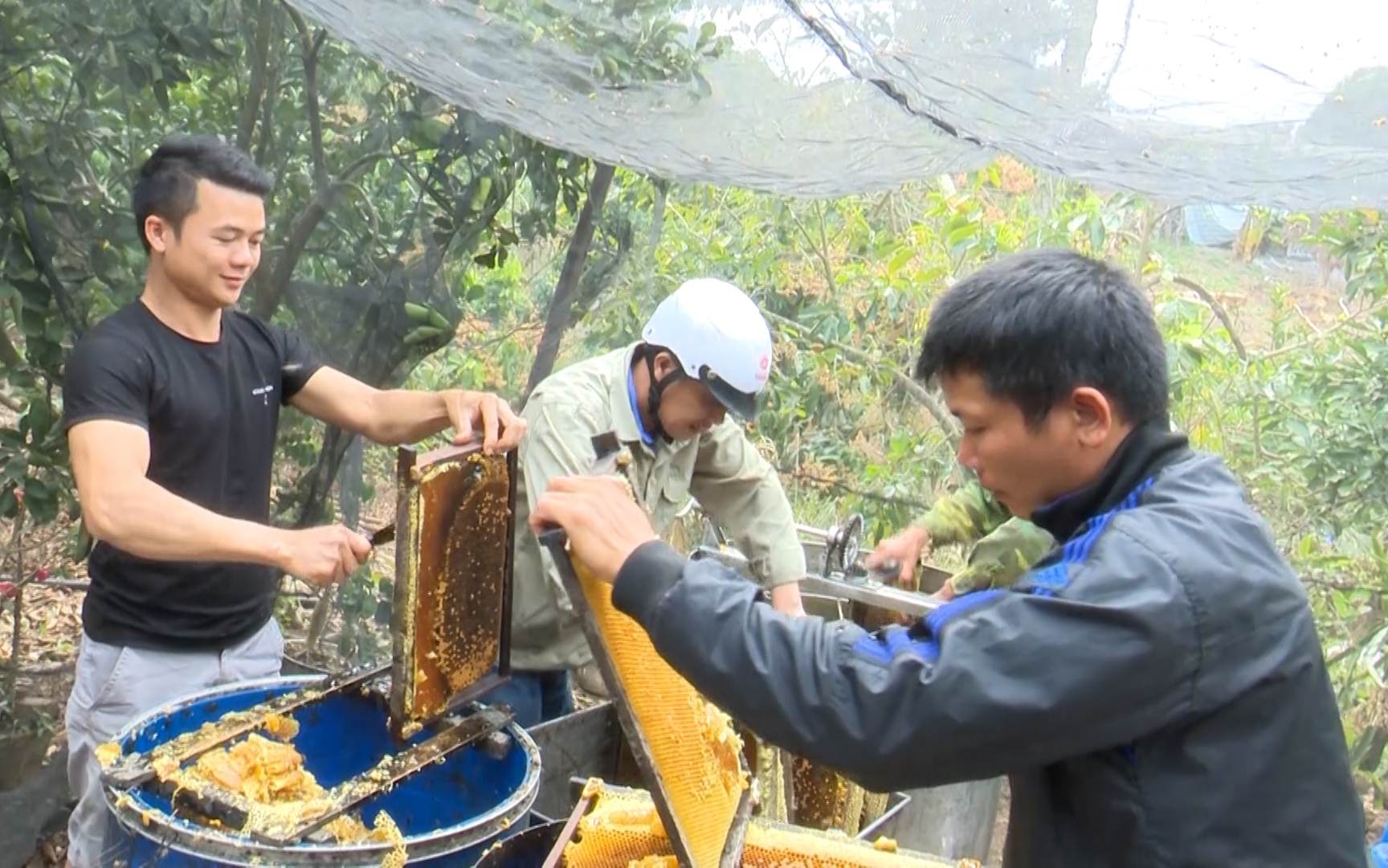 Khởi nghiệp từ 30 triệu đồng trồng nhãn, nuôi ong, thanh niên 9x thu nhập gần 500 triệu đồng/năm