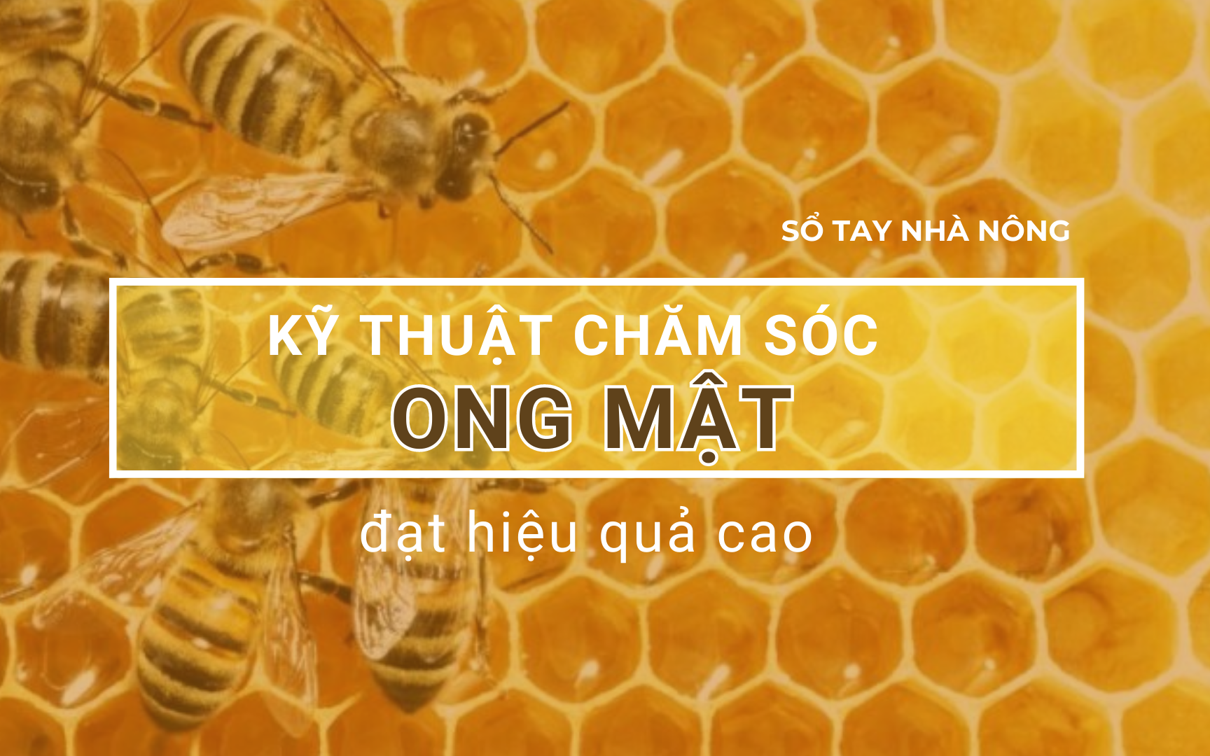 SỔ TAY NHÀ NÔNG: Kỹ thuật chăm sóc đàn ong mật đạt hiệu quả kinh tế cao