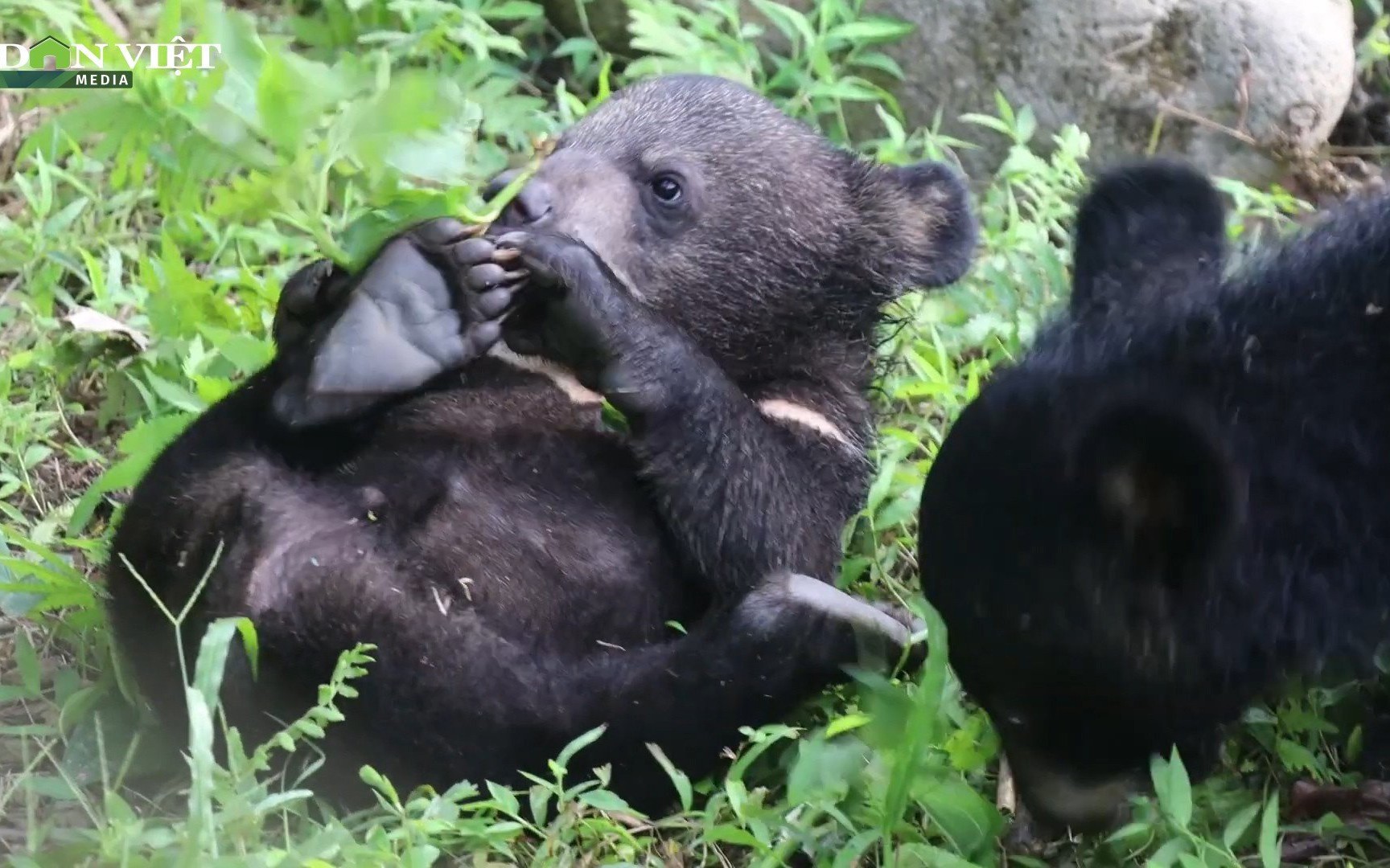 Khám phá "Mái nhà hạnh phúc" của loài gấu ở Việt Nam 