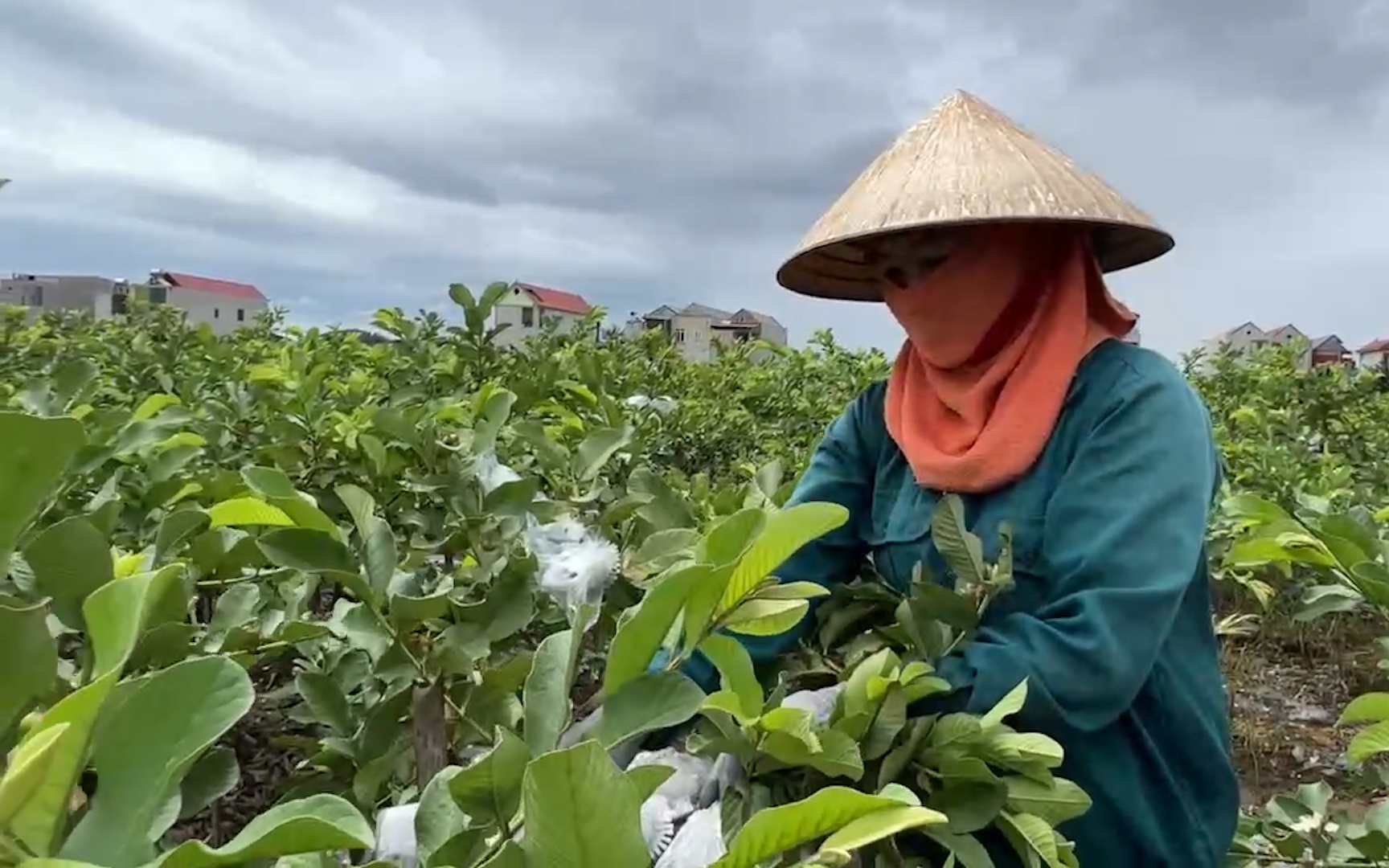 Nông dân một xã ở Thanh Hoá bật mí bí quyết trồng ổi lê Đài Loan thu về gần 50 tỷ đồng/năm