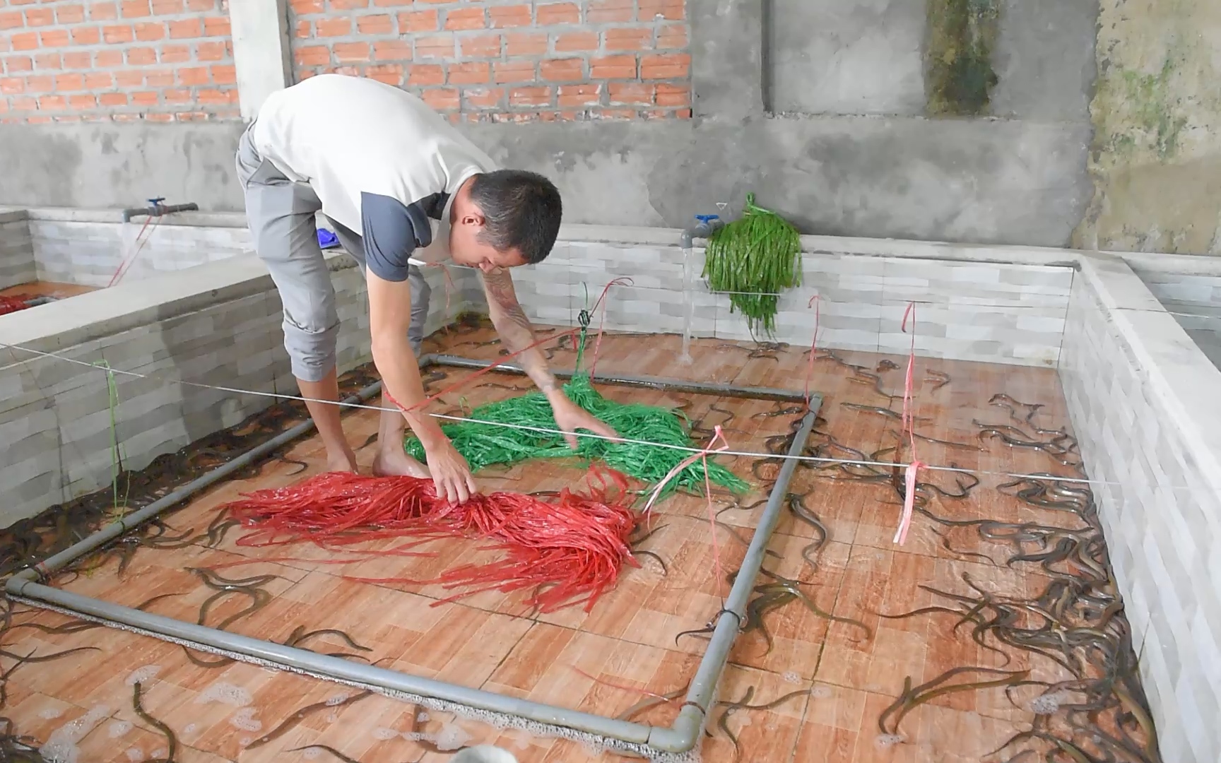 Anh nông dân xứ Thanh bật mí cách nuôi lươn trong bể thu gần 200 triệu đồng/năm 